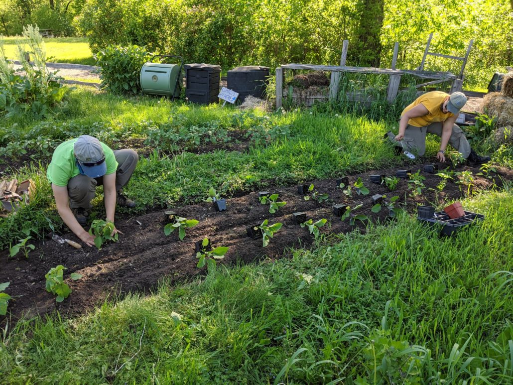 two people planting seeds in a garden