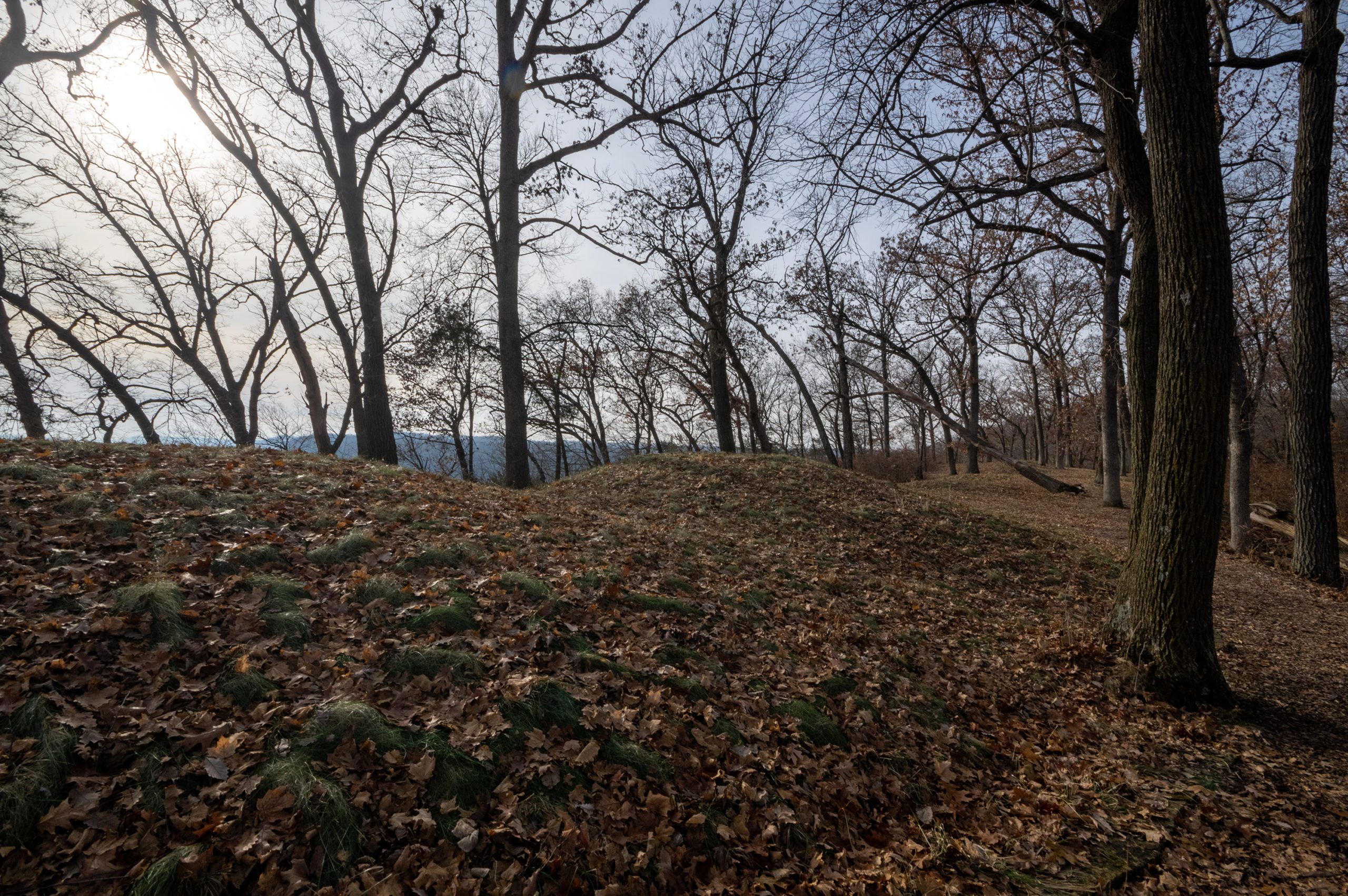 effigy mounds in the fall with brown oak leaves on the ground