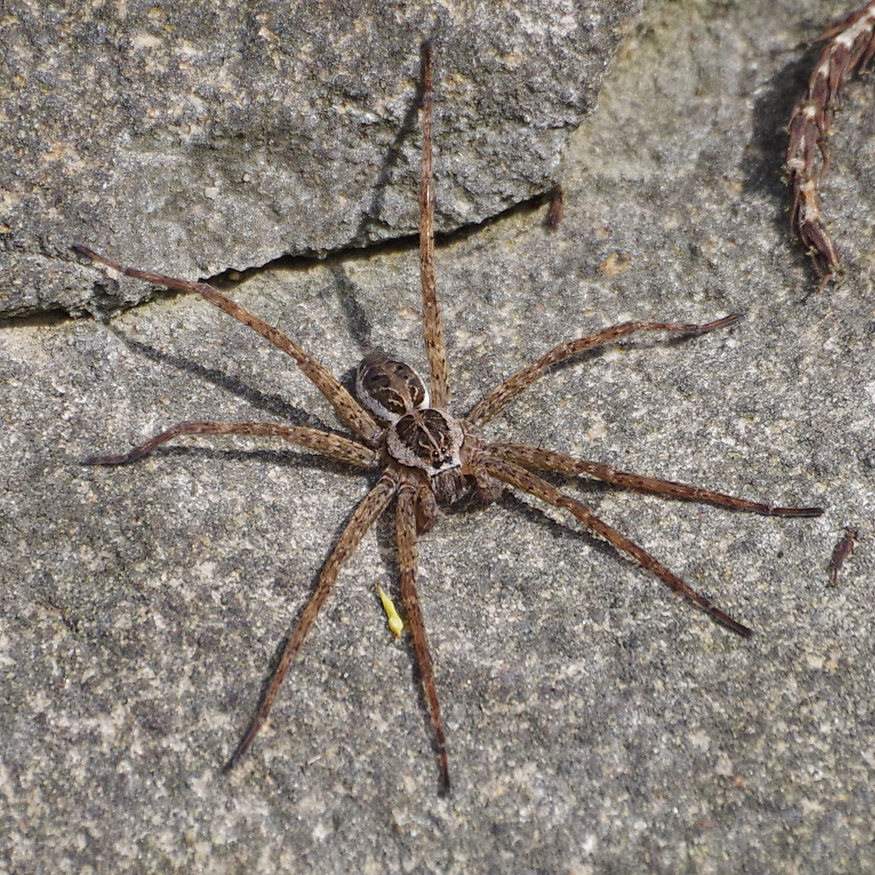 Bug o'the Week – Striped Fishing Spider – Riveredge Nature Center