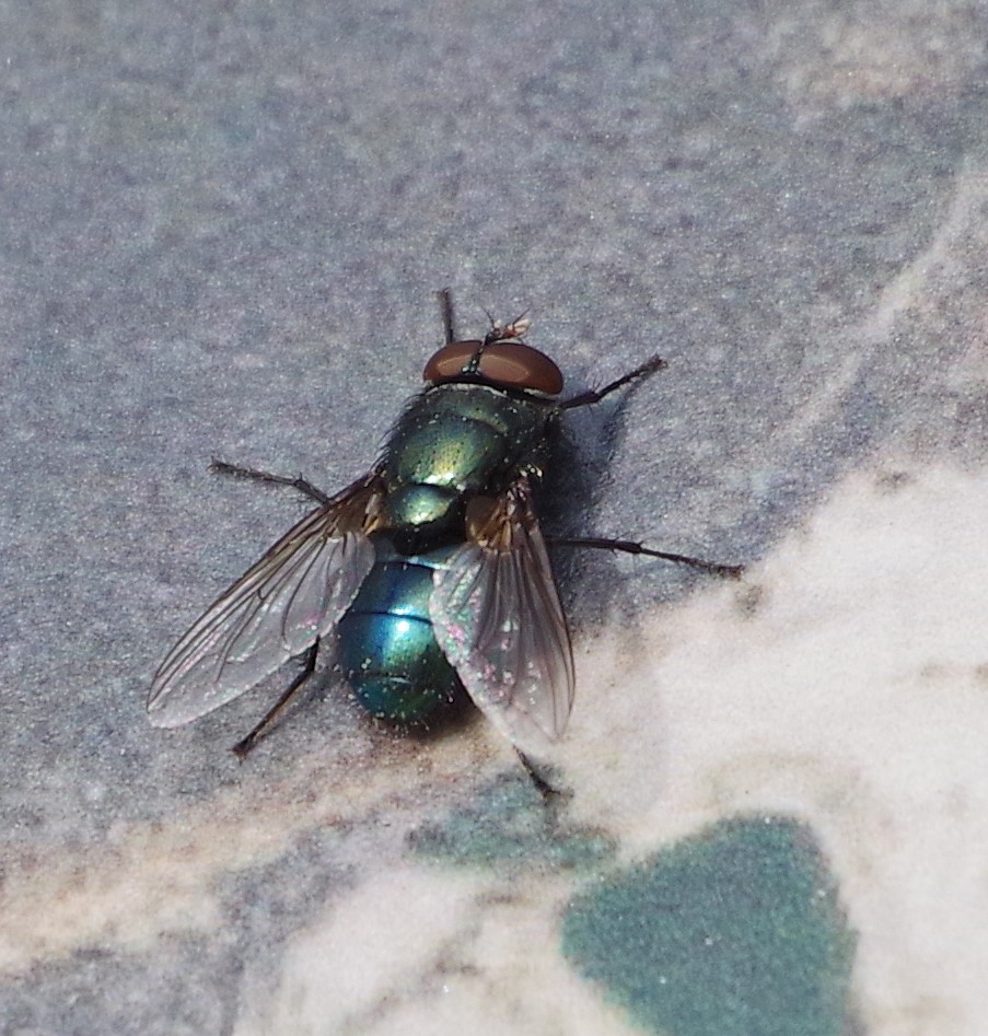 https://www.riveredgenaturecenter.org/wp-content/uploads/2022/03/fly-bluebottle22-1b.jpg