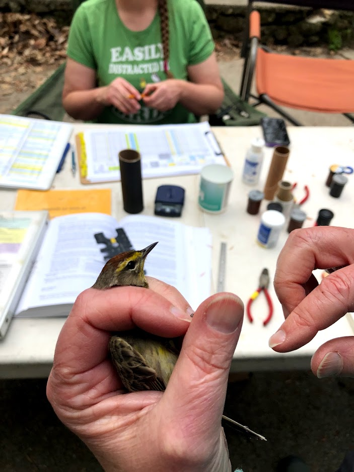 Close up of a bird held in a hand ready to be banding with banding equipment in the background