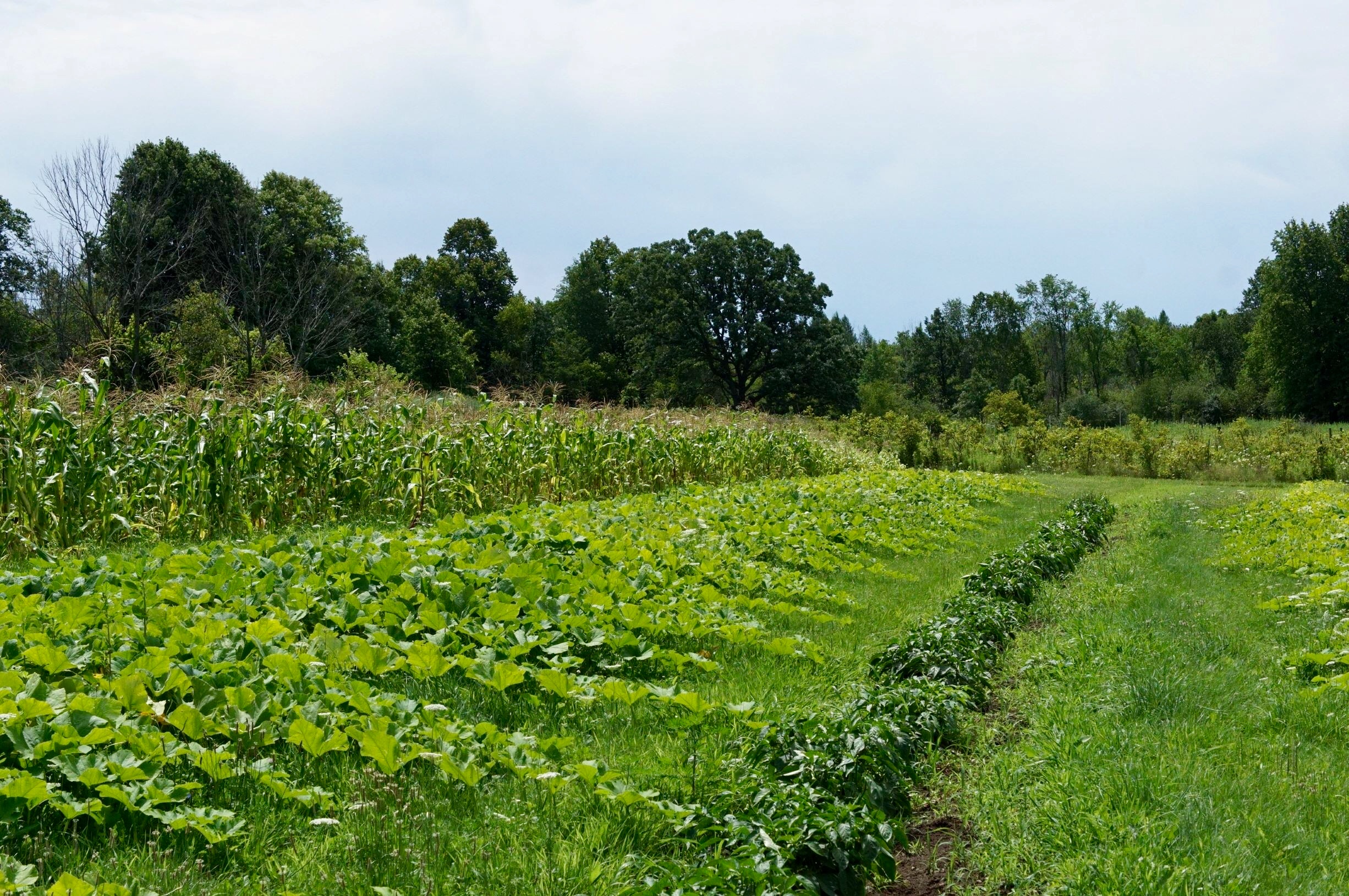 rows of 3 types of green crops at the Riveredge Permaculture Farm on a sunny summer day