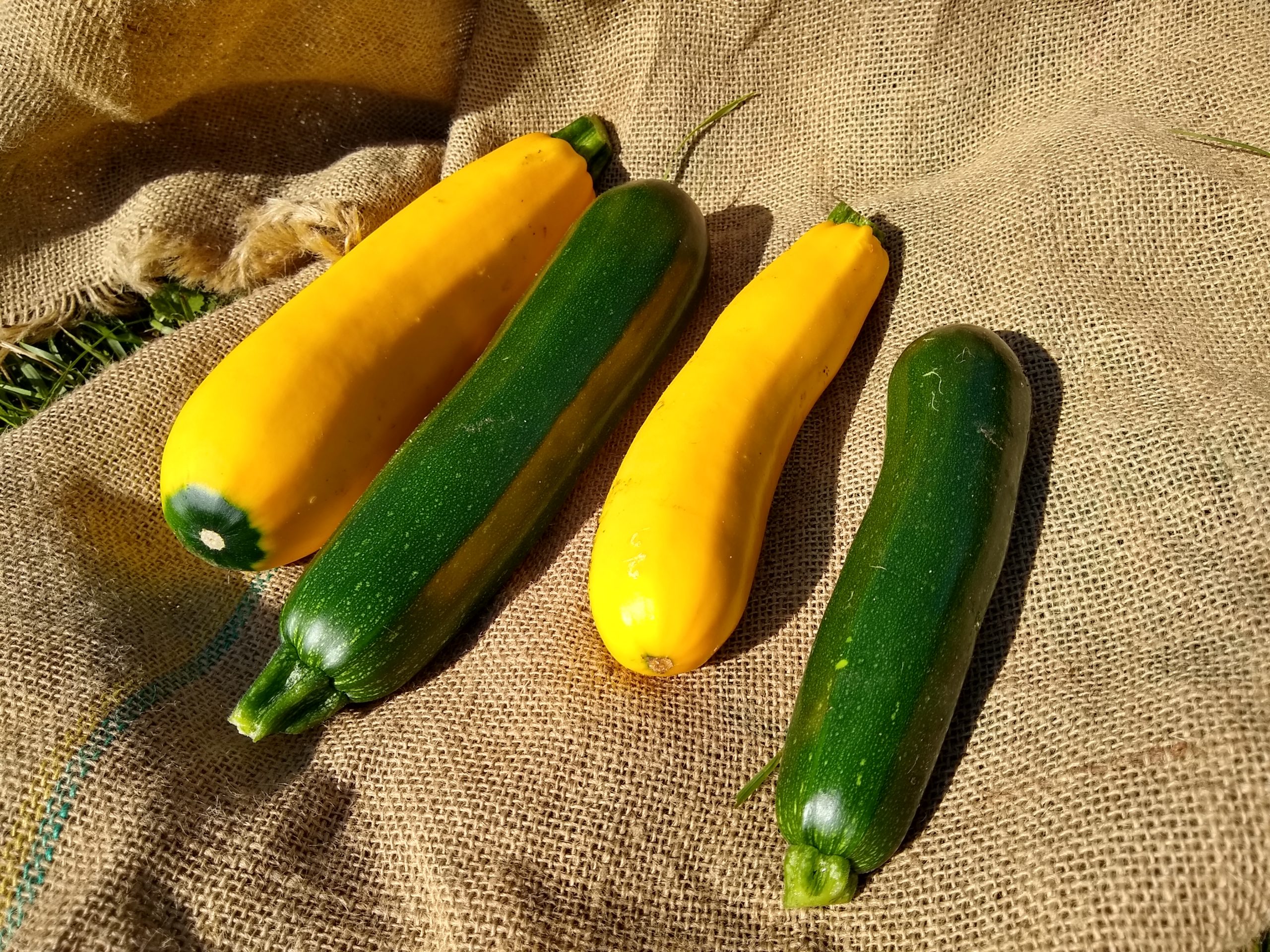 2 yellow and 2 green zucchini on a burlap cloth