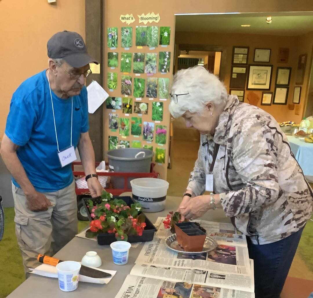 2 senior adults standing at an indoor table planting flowers in small pots