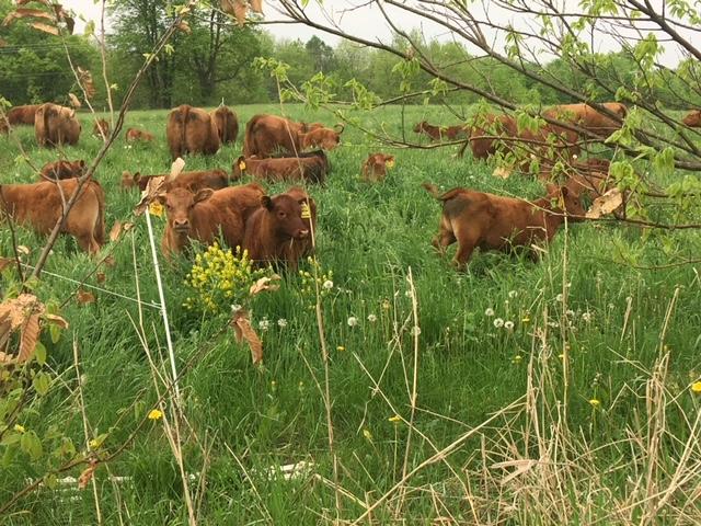 group of brown cows in a long grass prairie