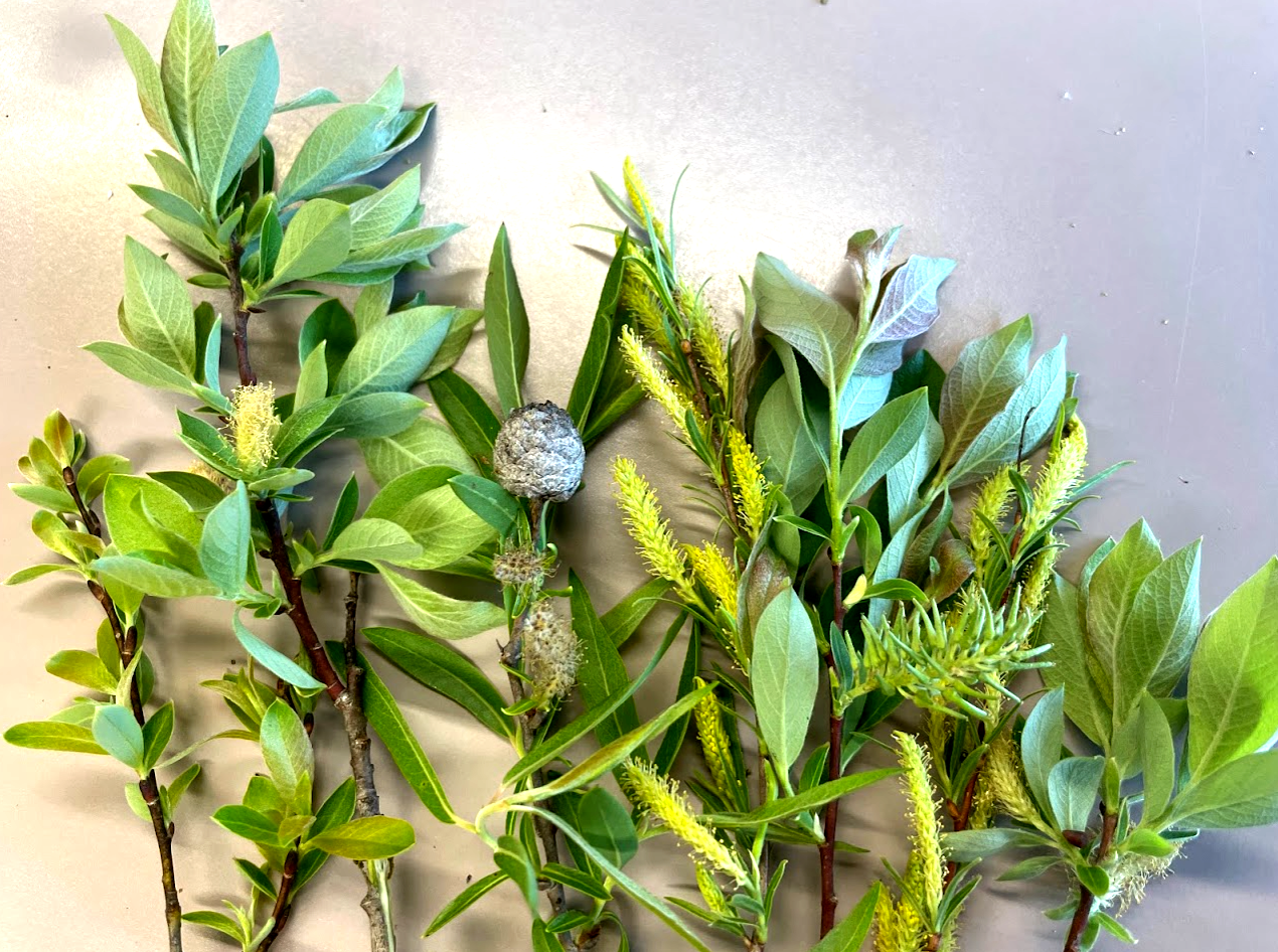 Willow branches with leaves and seeds on a table