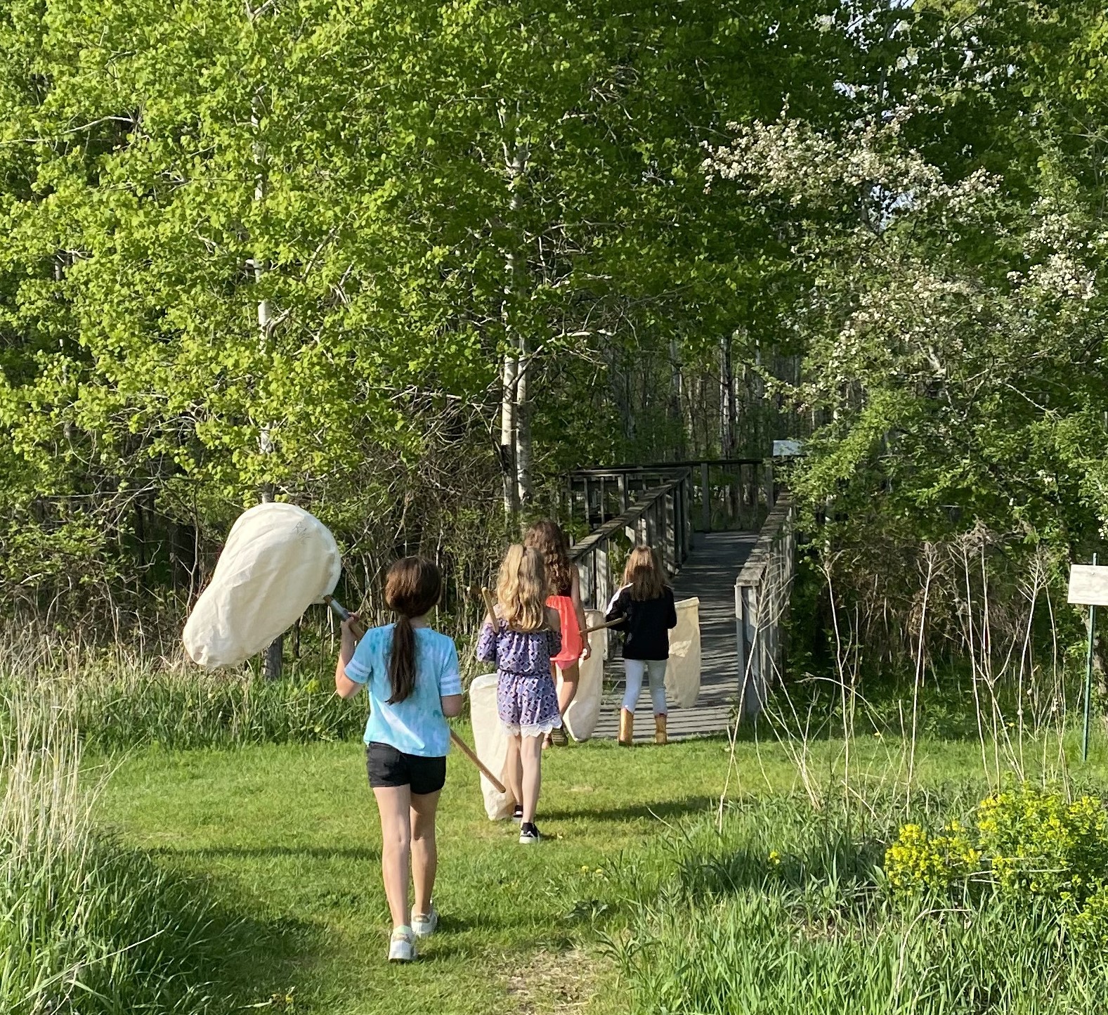 a small group of kids hikes on a path through a prairie into a forest carrying bug nets