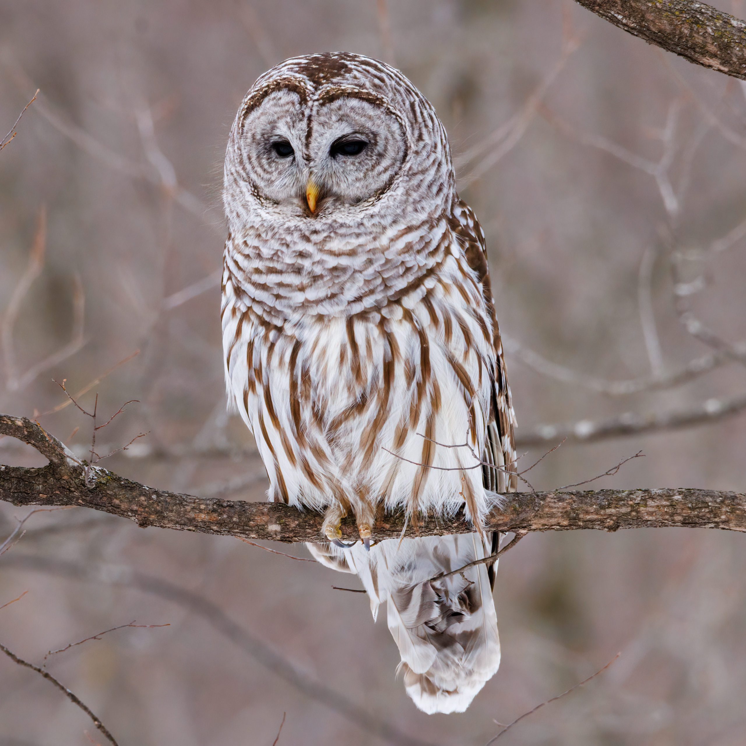 close up of a barred owl perched on a bare tree branch