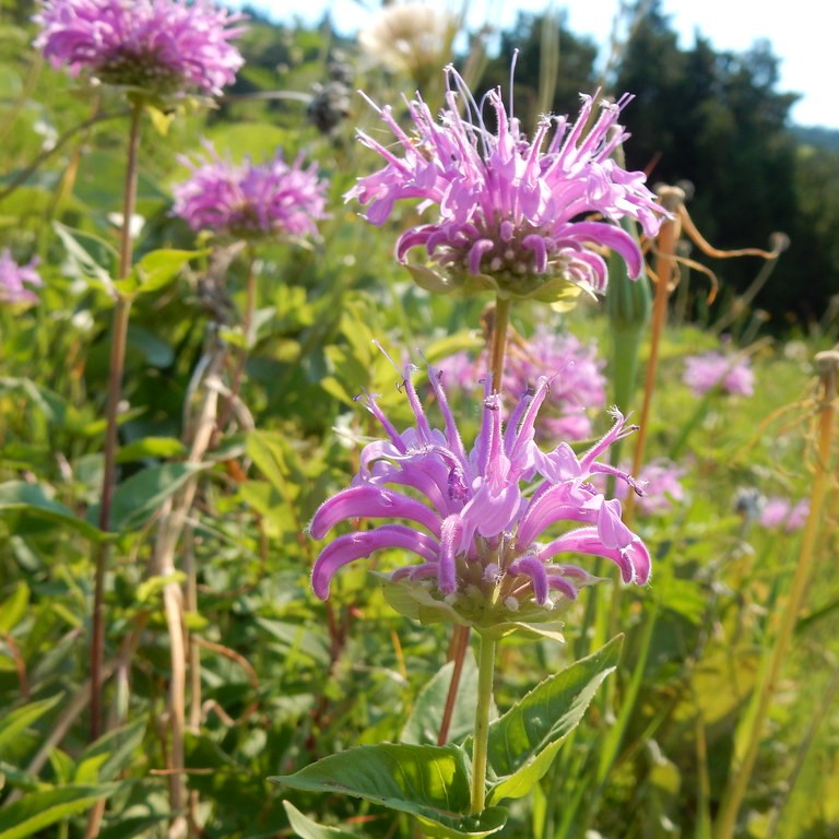 wild bergamont or bee balm flowers with trees in the background