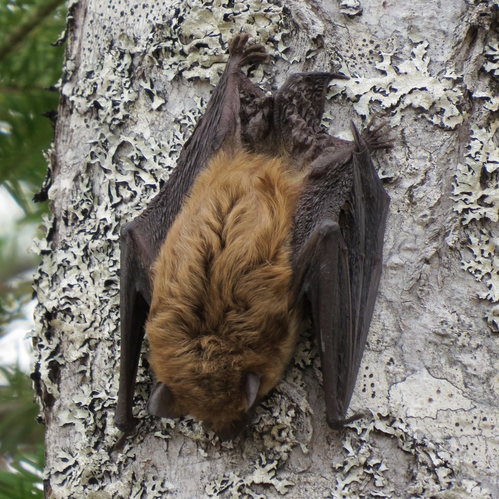 close up of a big brown bat on a tree trunk