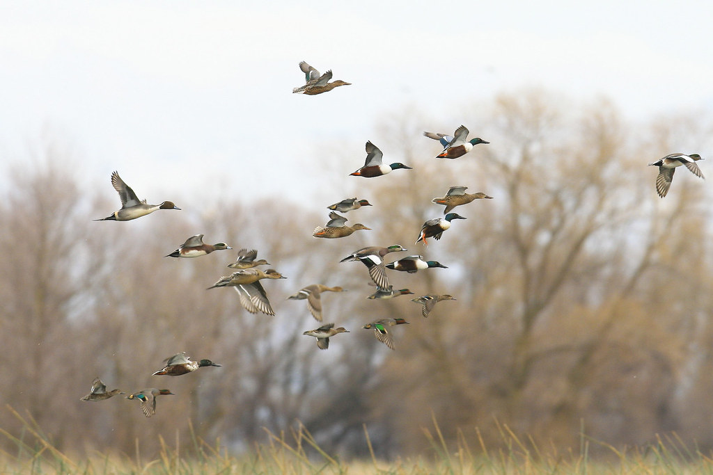 group of mallard ducks flying with leafless trees in the background
