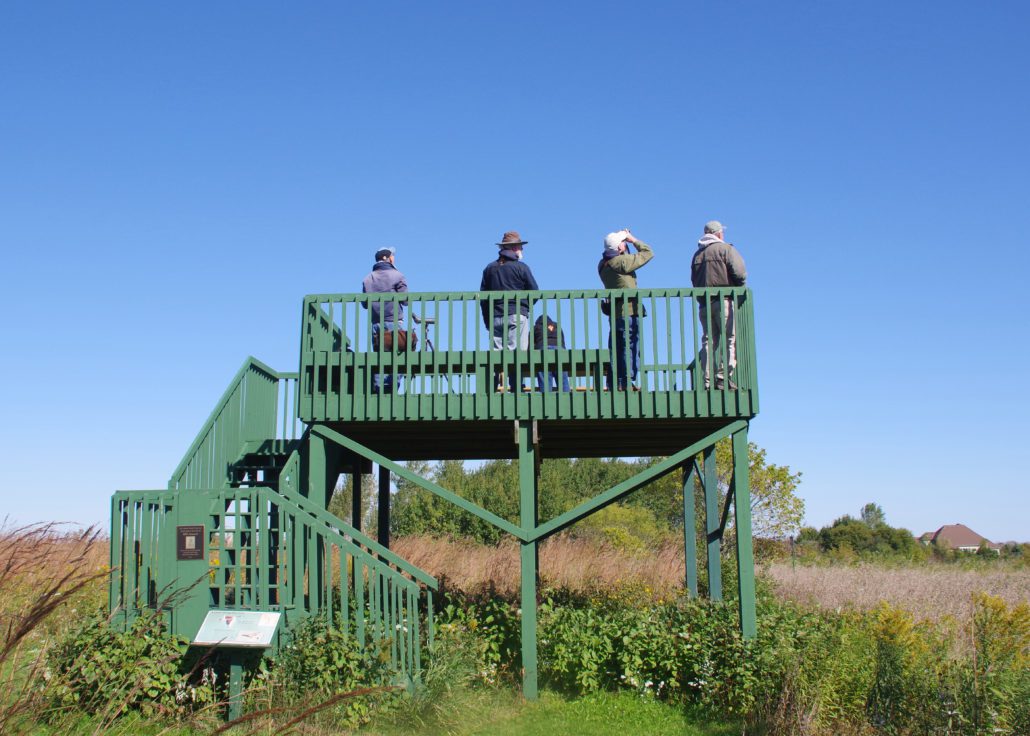 5 people stand on a small green wooden tower with binoculars searching for birds on a sunny day
