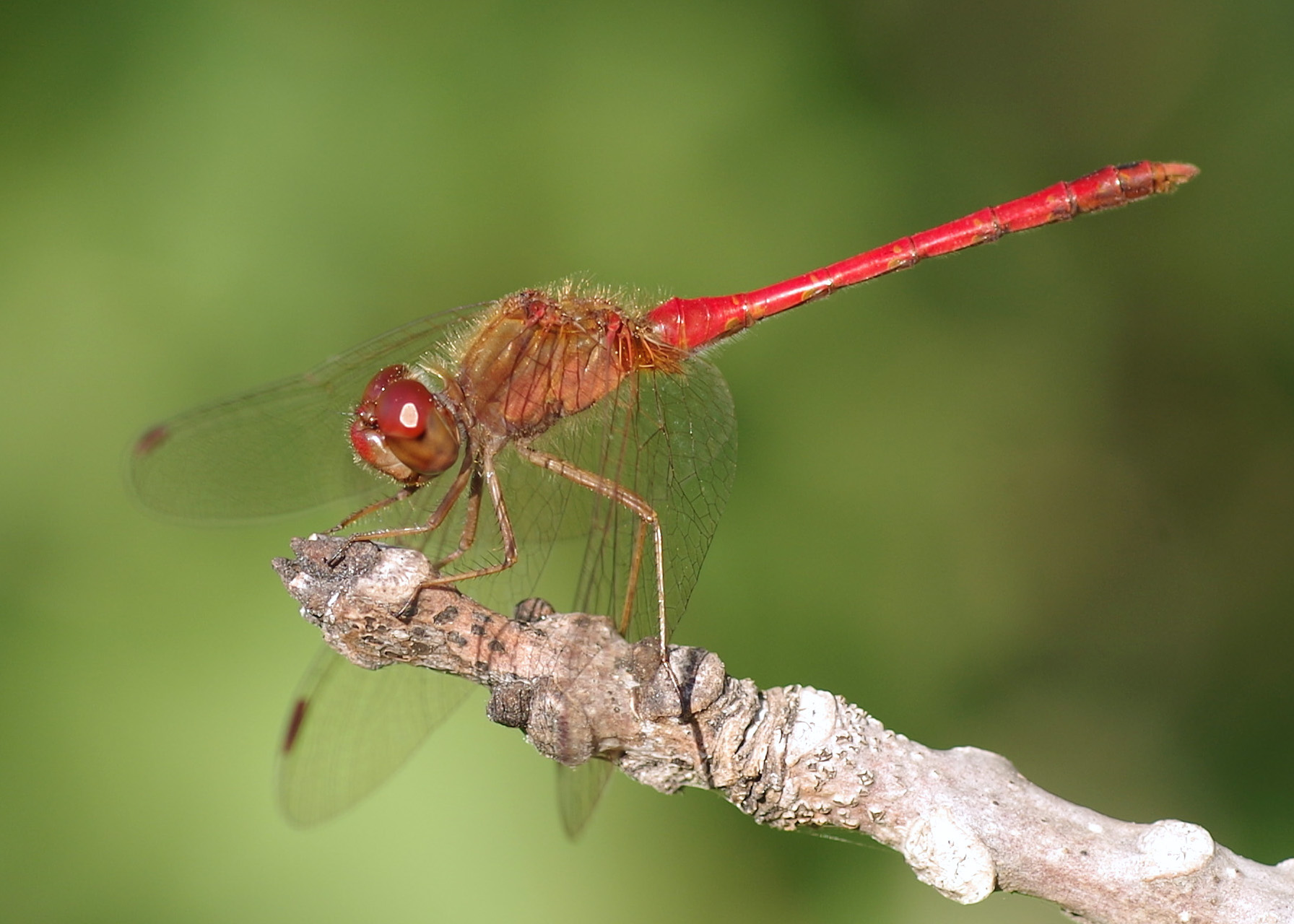 AutumnDriftFlies 