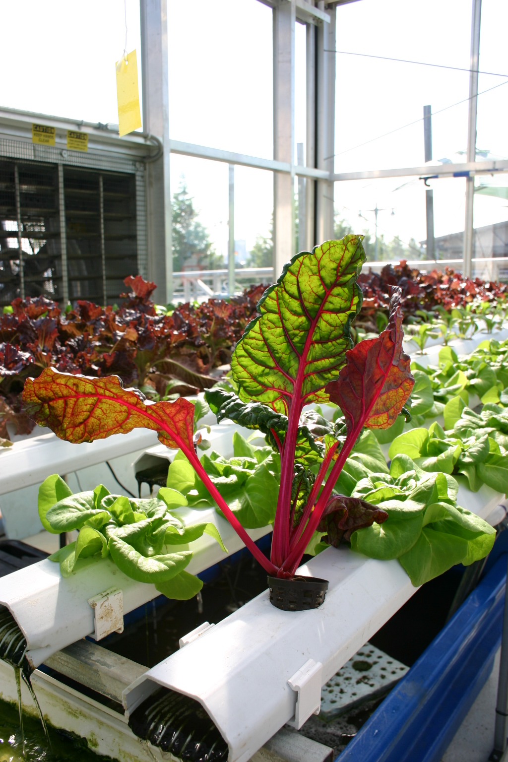 close up of red and green swiss chard plant growing in an aquaponics tube with other plants growing in the background.