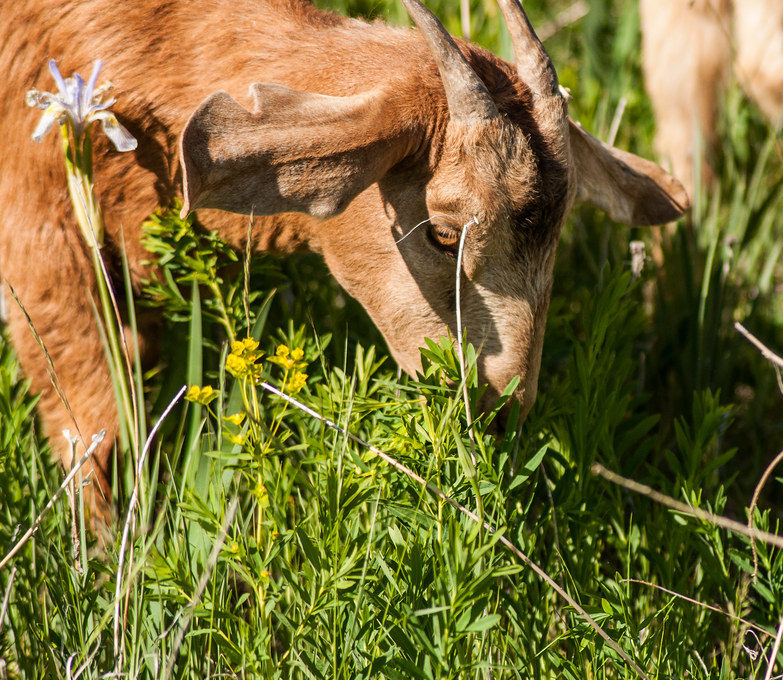 close up of a brown goat grazing on green plants in the sunshine