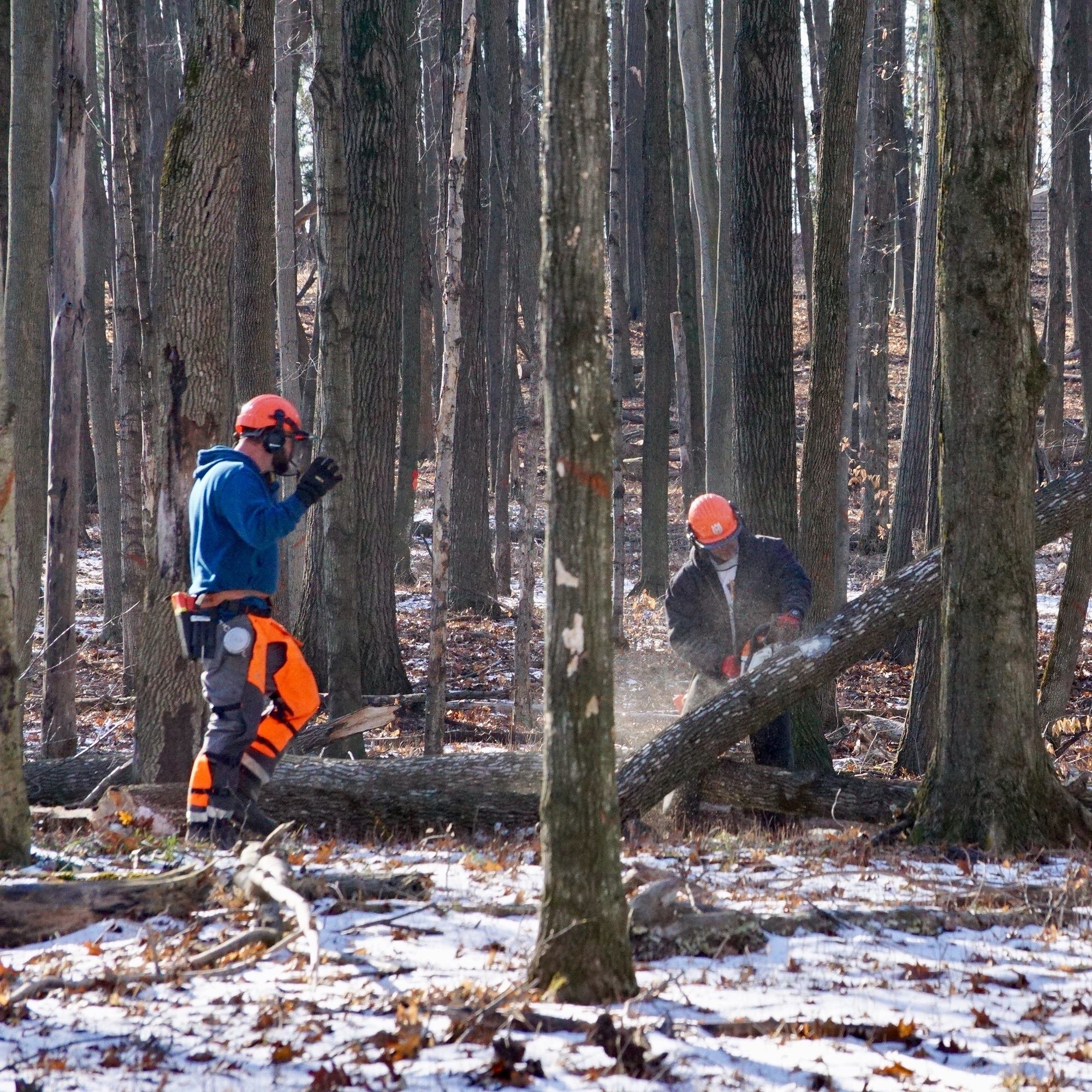 2 people in full protective gear using chainsaws to cut up a fallen tree in the woods with snow on the ground