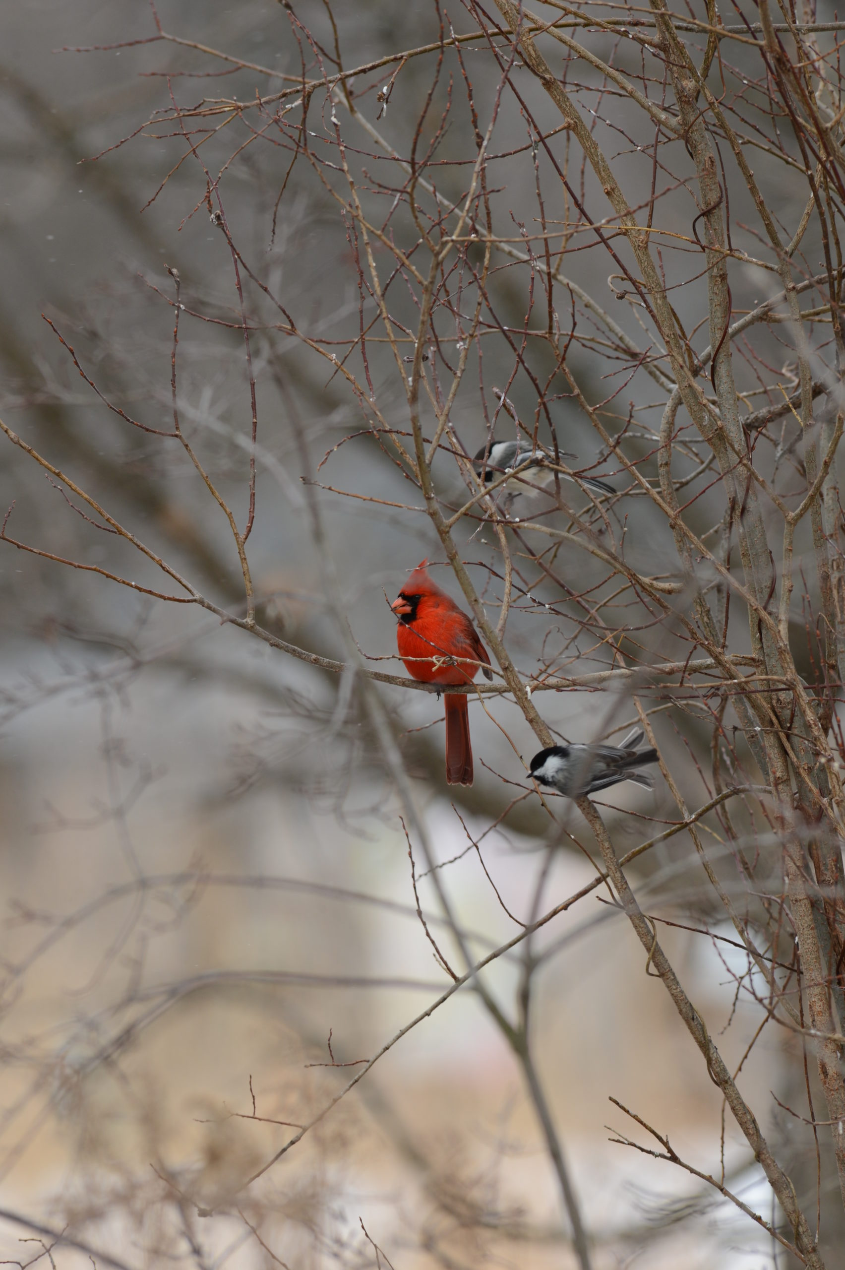 view from a distance of a cardinal and 2 chickadees in a bare tree in winter