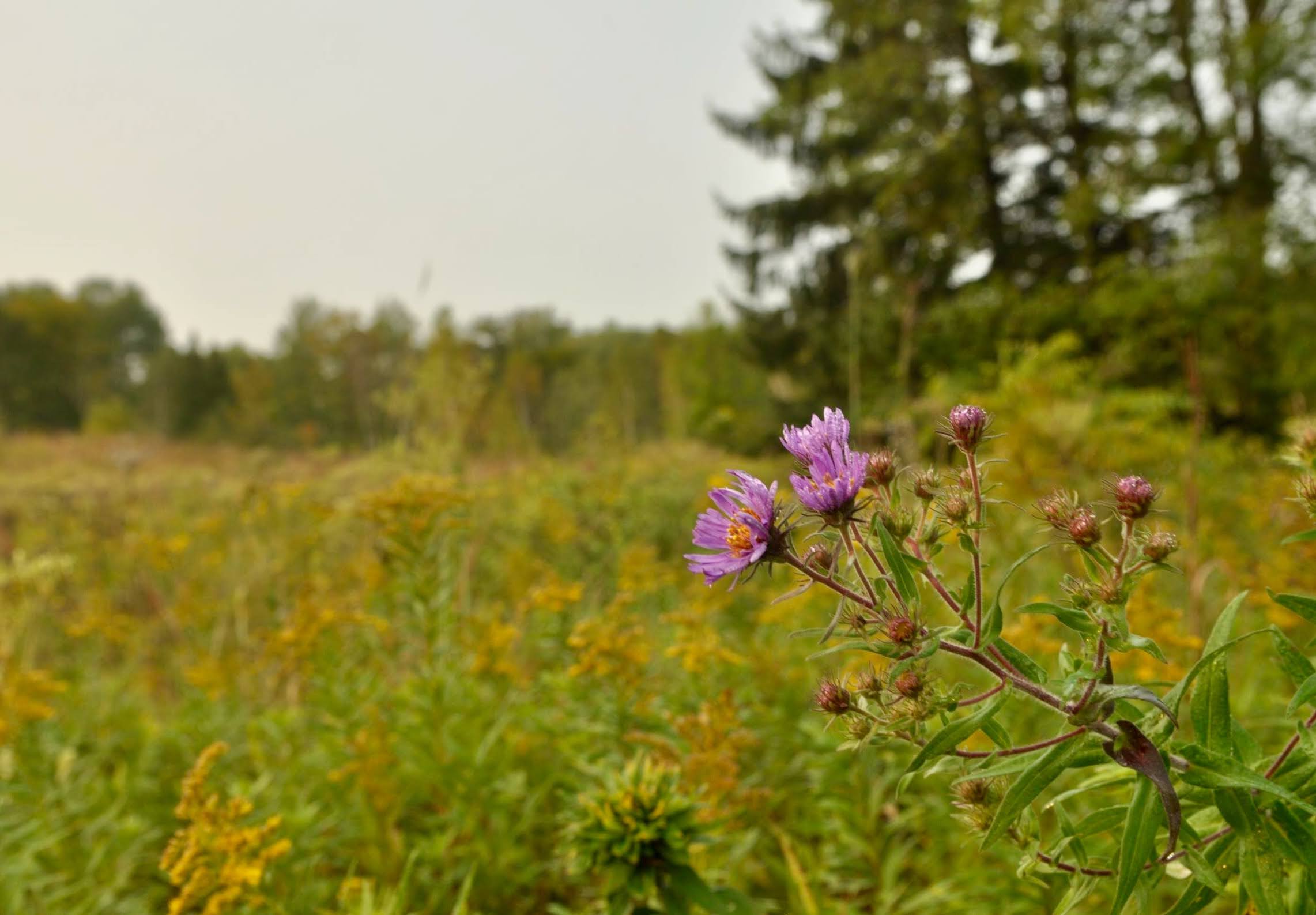 landscape with native prairie plants out of focus with a close up of a purple aster flower in focus