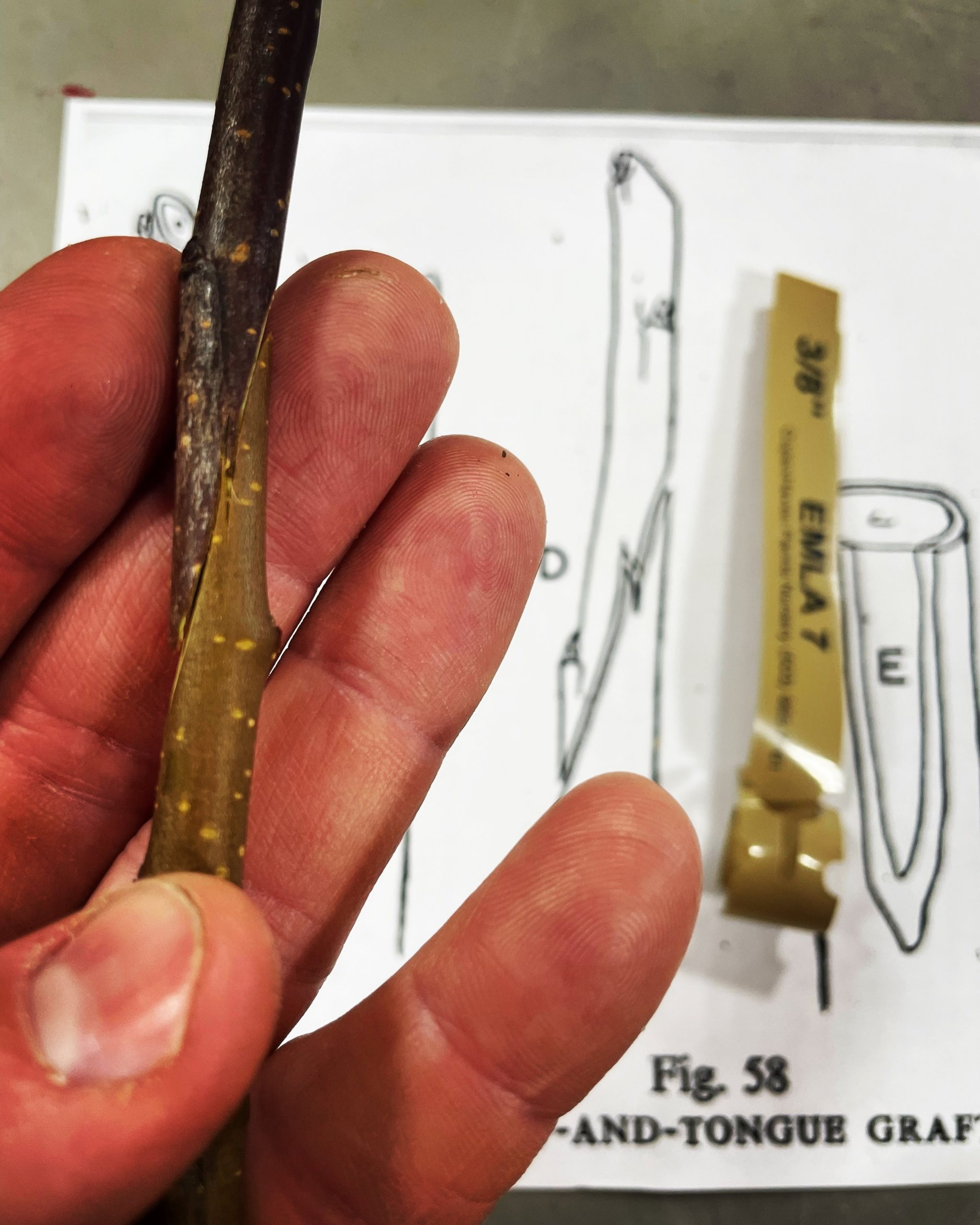 close up of a hand holding a grafting apple tree branch with sketches of grafting techniques in the background