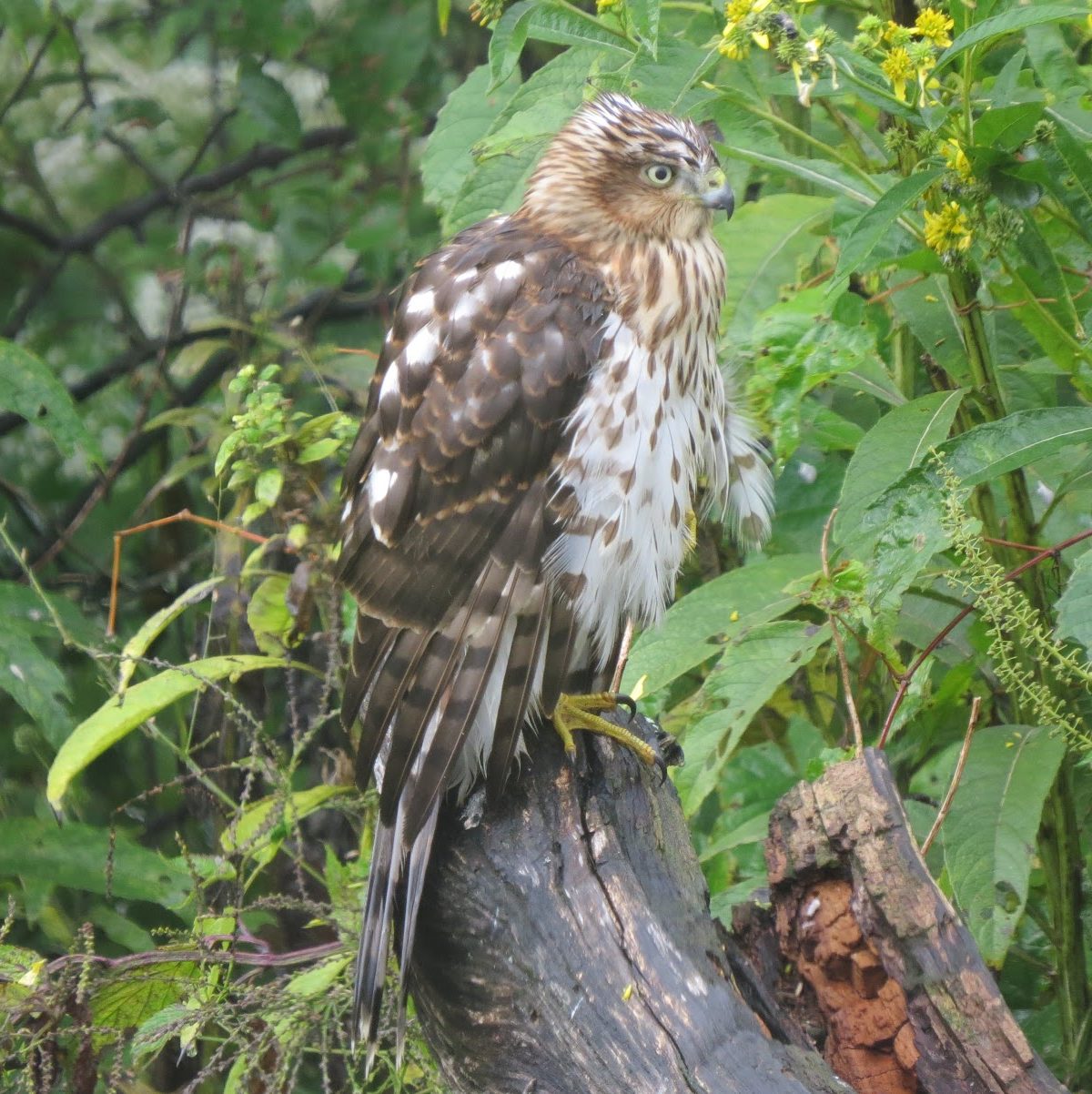 close up of a cooper's hawk resting on a tree branch with green plants in the background