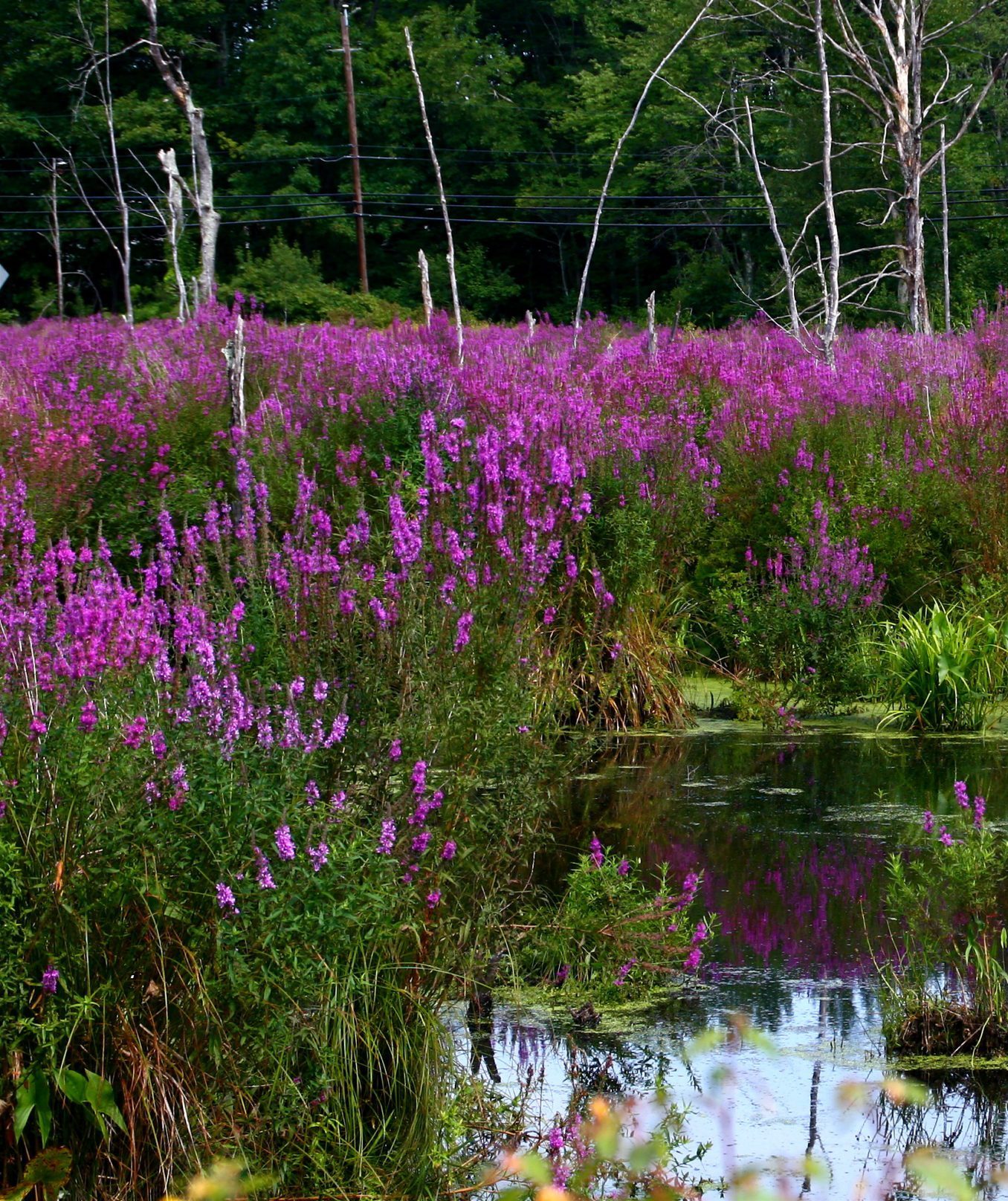 landscape of a pond surrounded by invasive purple loosestrife in bloom