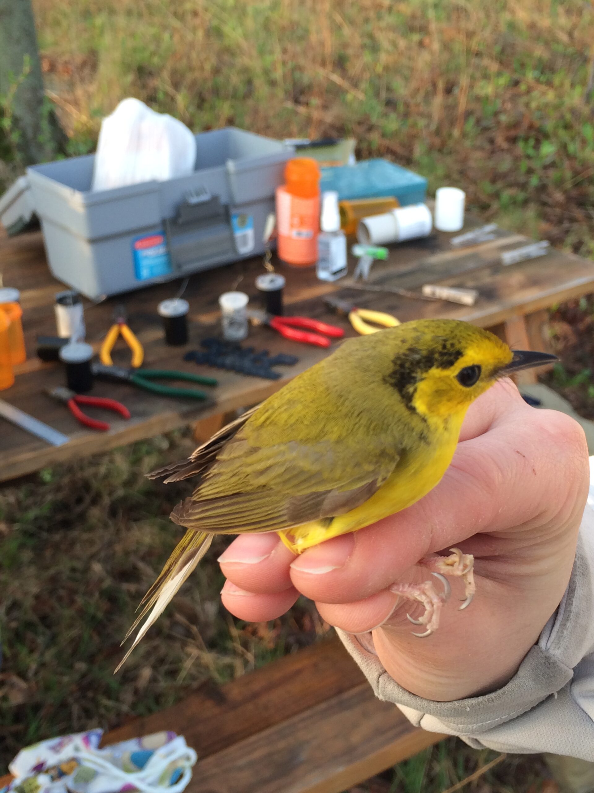 close up of a hand holding a small yellow bird with bird banding equipment in the background