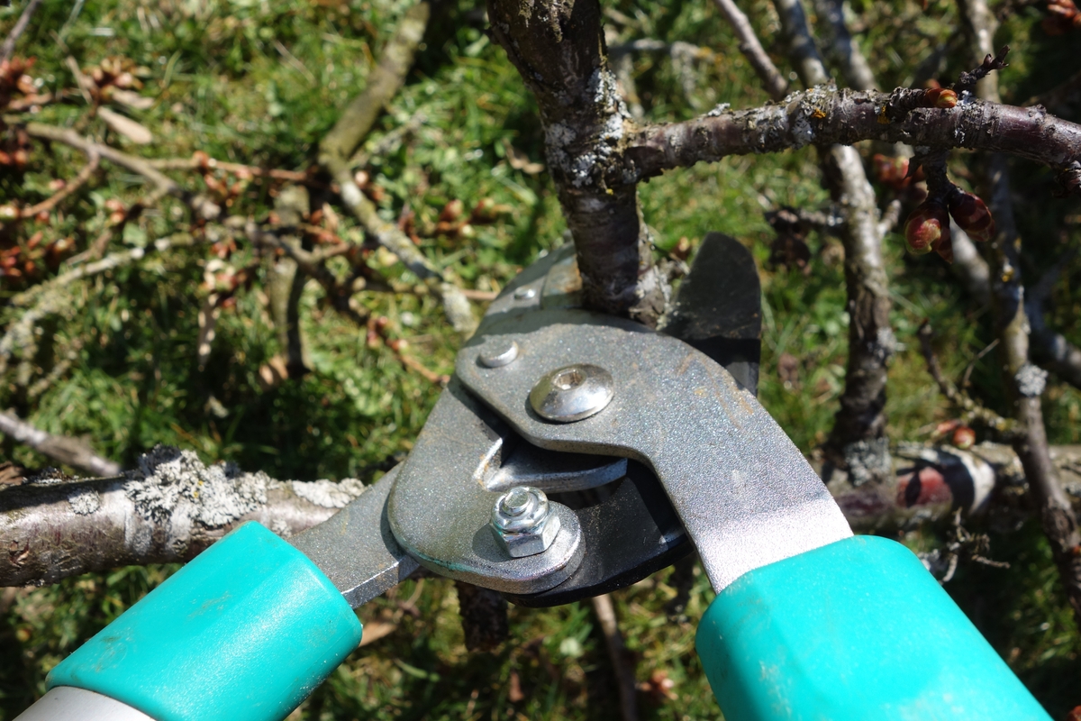 close up of pruning shears cutting a small branch off a tree