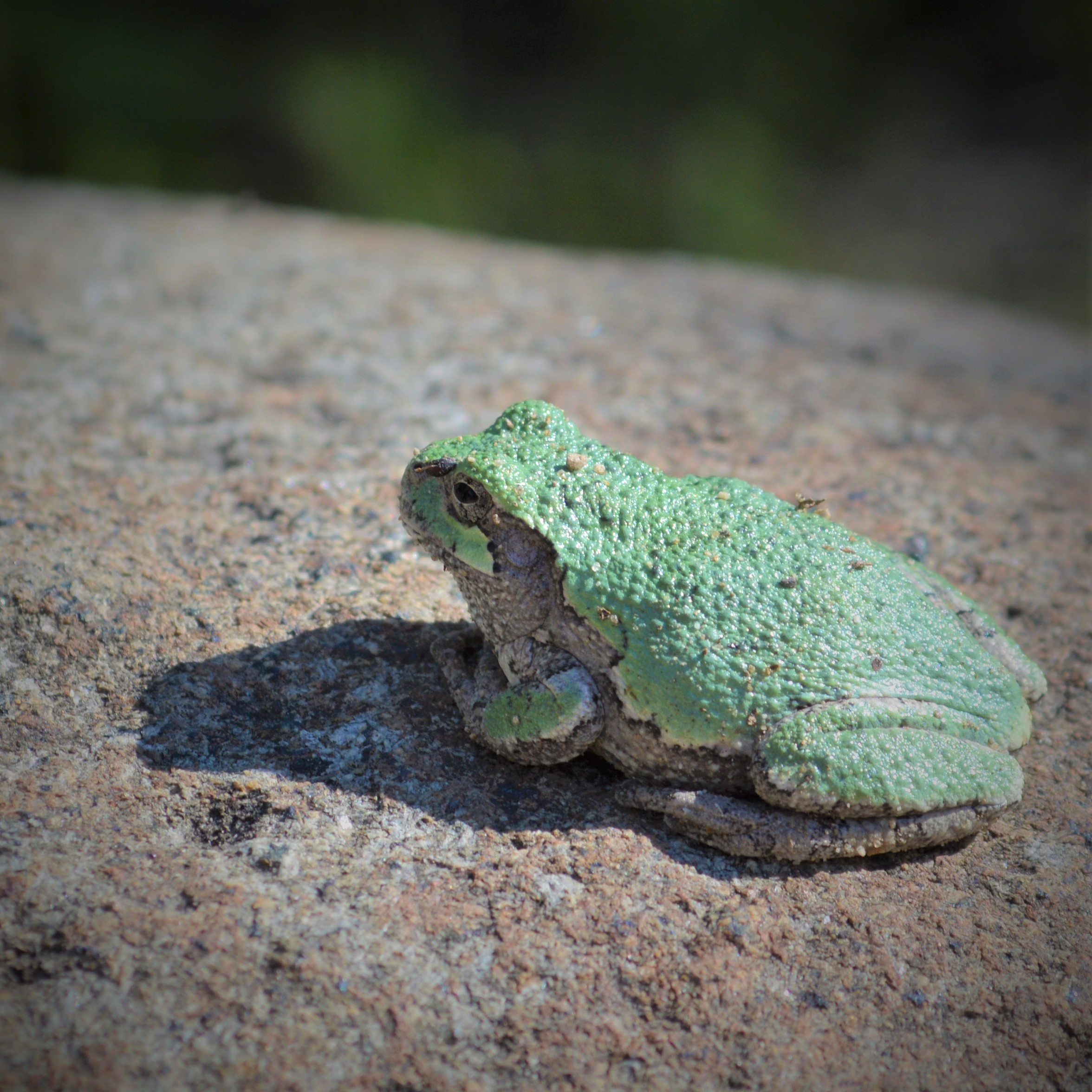 close up of a gray tree frog resting on a rock