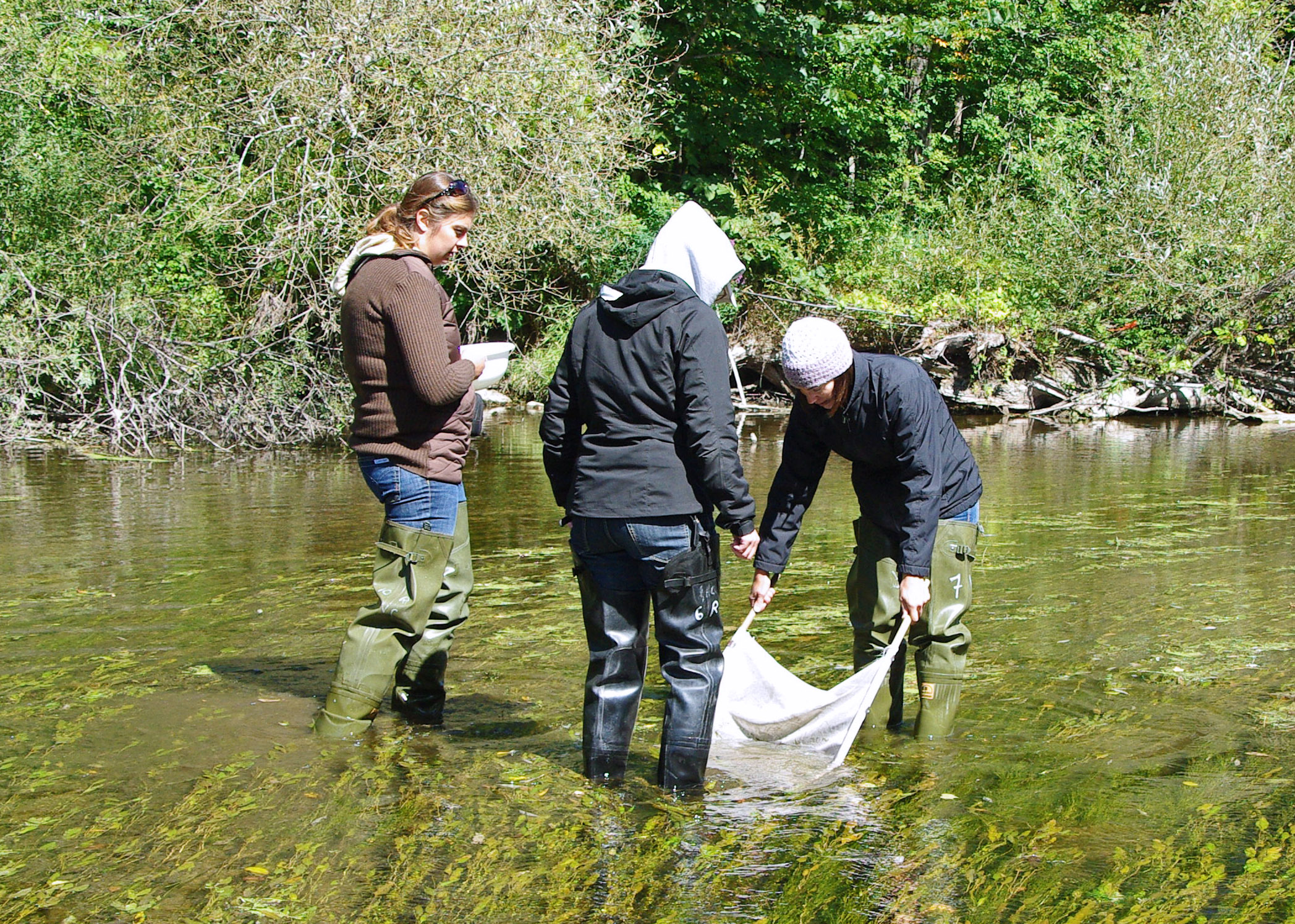 3 people wearing hip waders stand in the Milwaukee River on a sunny summer day. They are using a net to catch river insects.