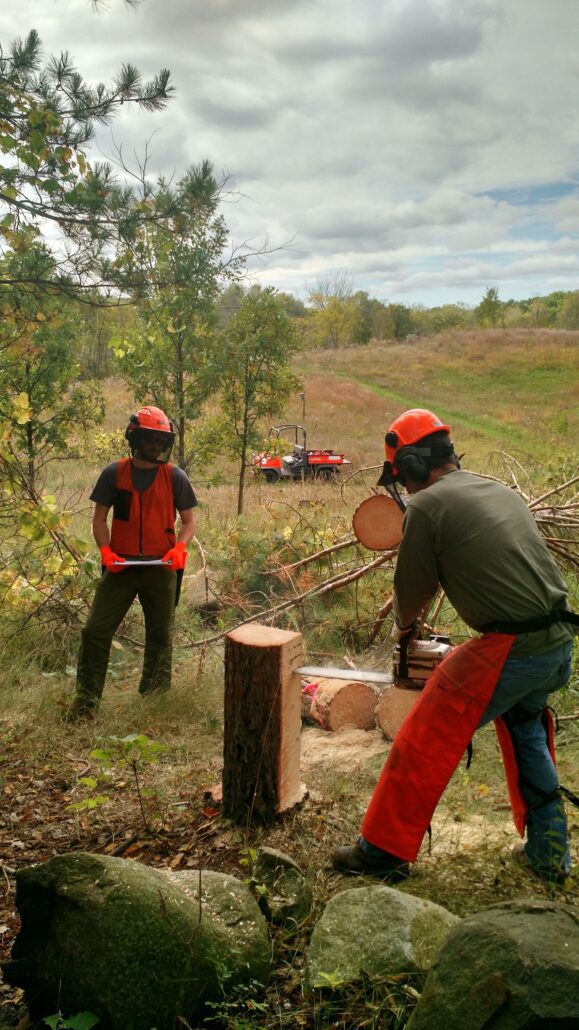 two people wearing helmets, chaps, eye protection, eye protection, gloves, and vests use a chainsaw to cut up a stump of a cut tree in a forest