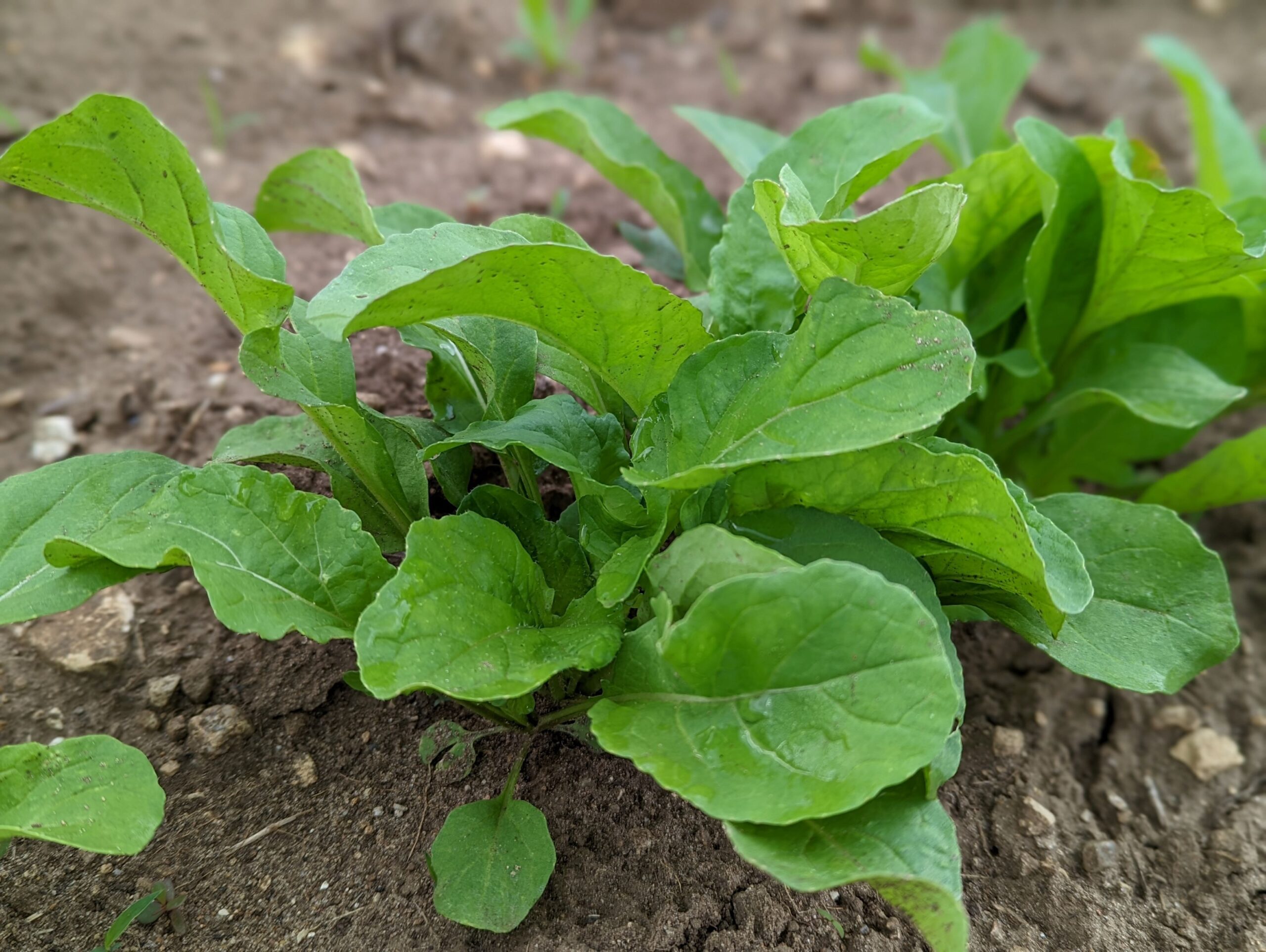 close up of an green, leafy arugula plant in soil
