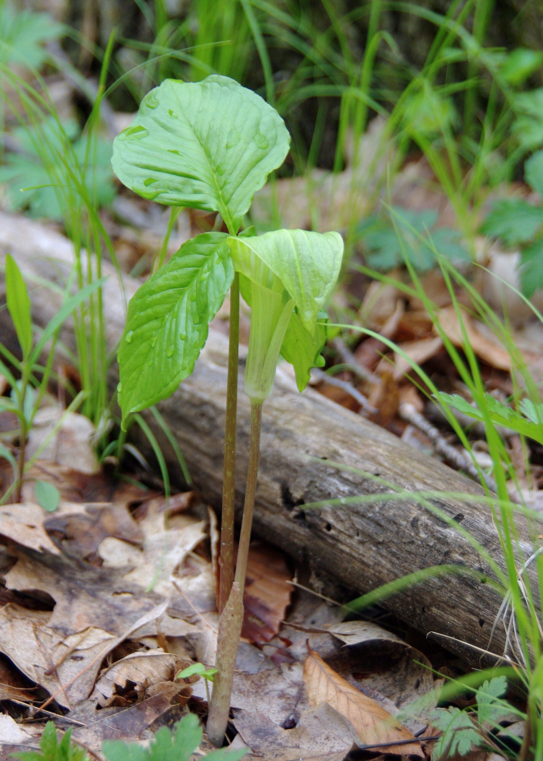 close up of a Jack in the Pulpit plant sprouting in the forest in spring