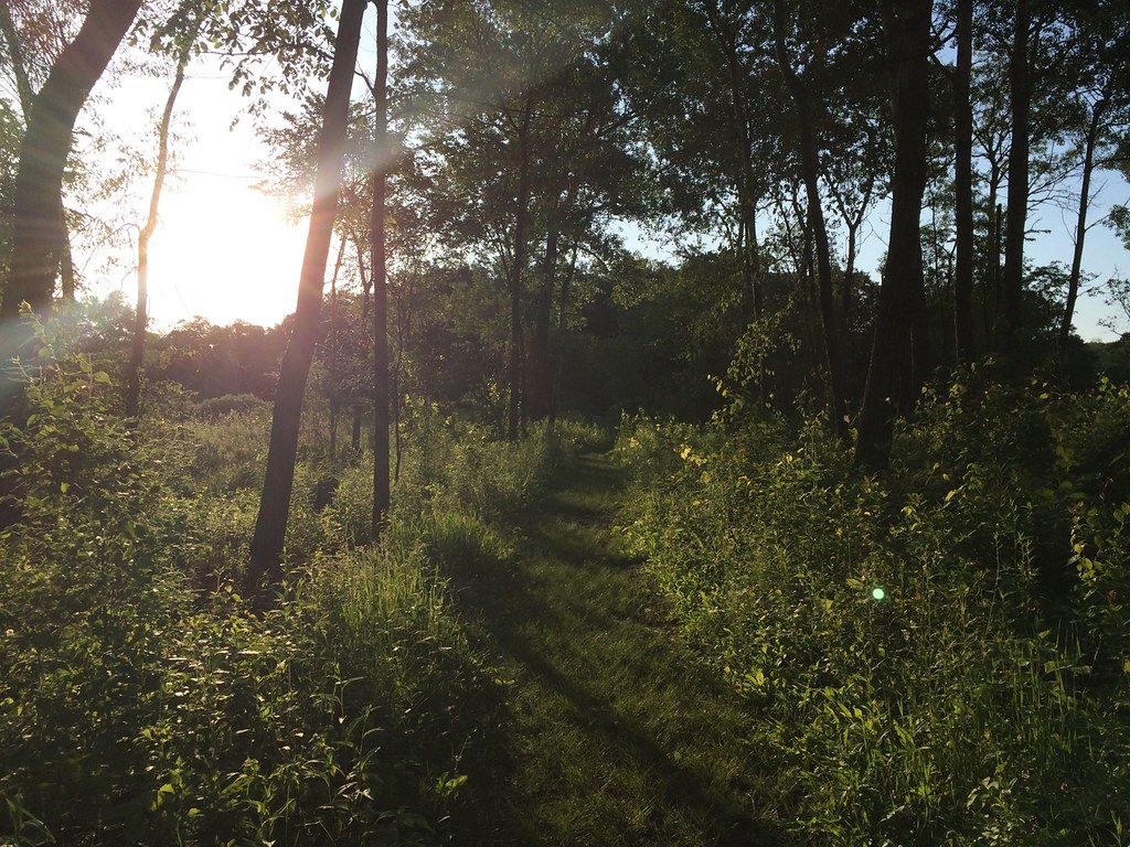 sunshine peeking through trees in the the Kettle Moraine forest