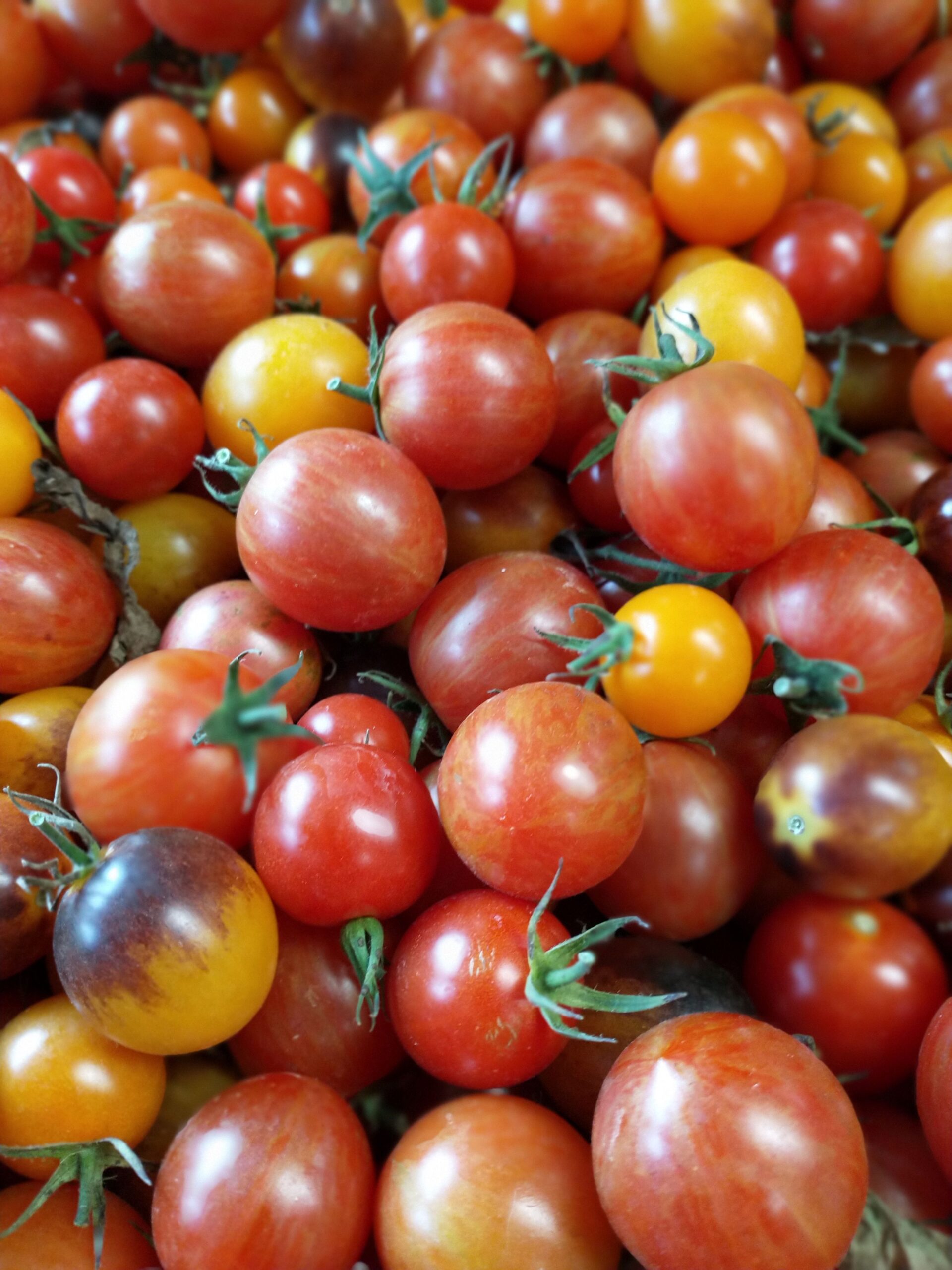 close up of a large pile of red, orange, and yellow cherry tomoatoes with green leafy tops