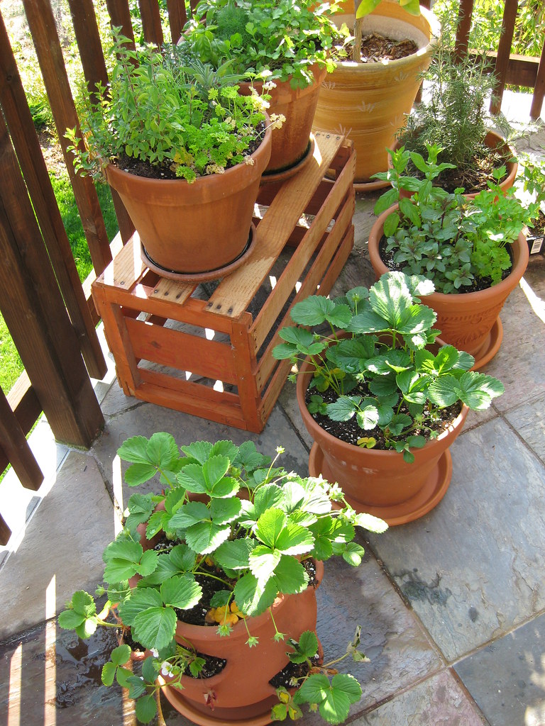 7 large outdoor pots with herbs growing on a patio