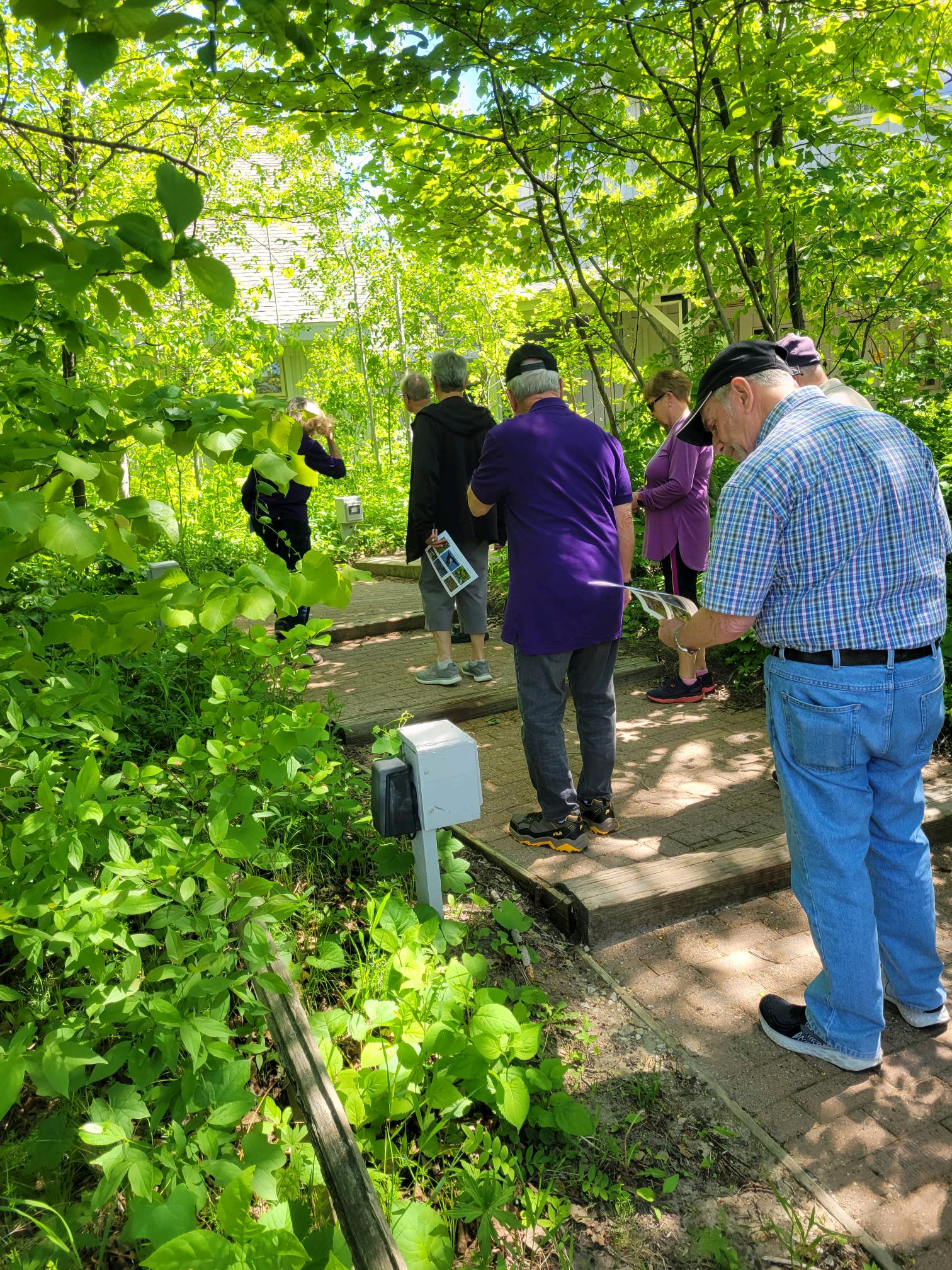 a small group of older adults walking on a gravel path with steps in the riveredge woods with lots of greenery on a sunny summer day