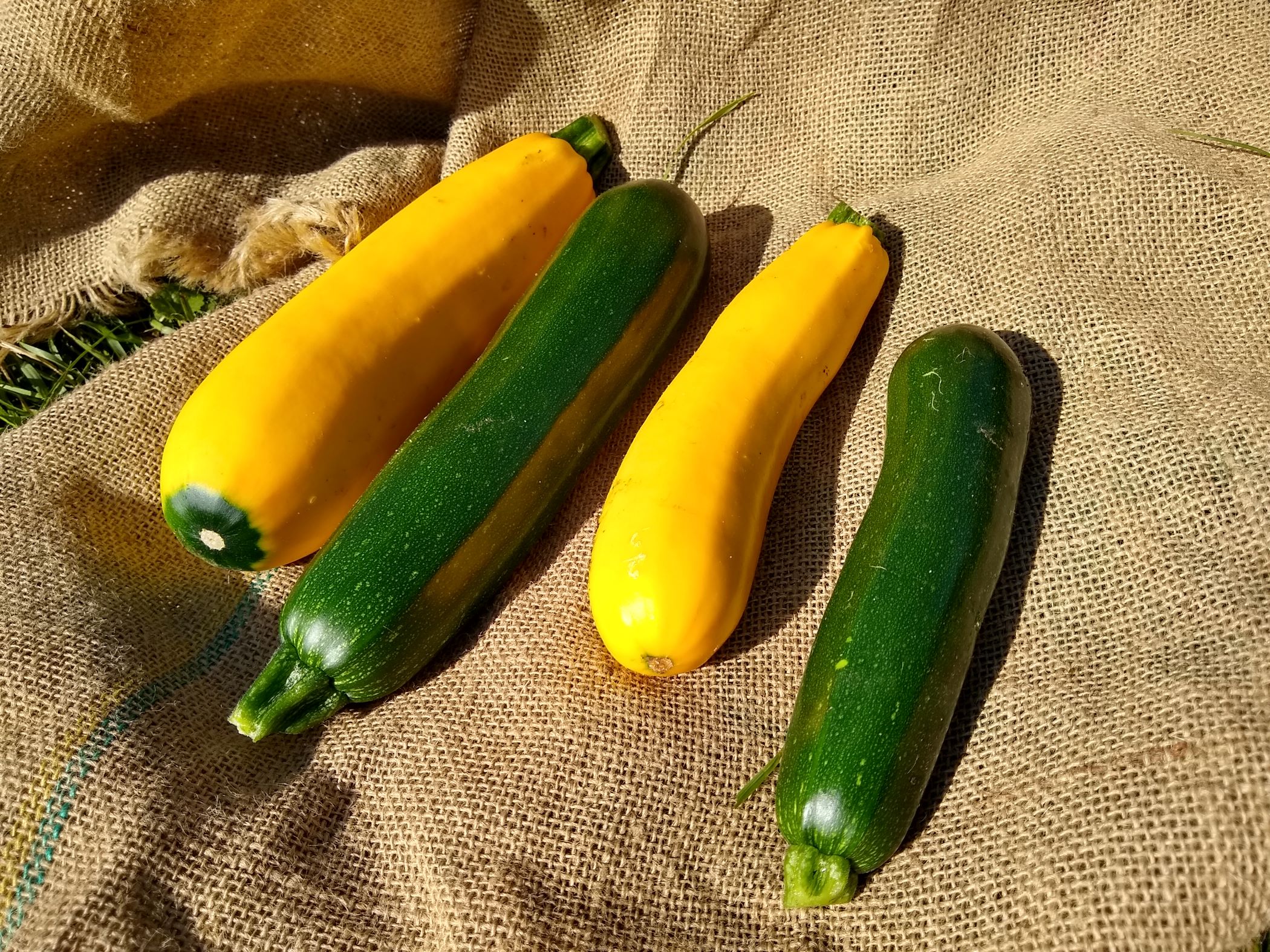 2 green and 2 yellow summer squash sitting on a burlap sack