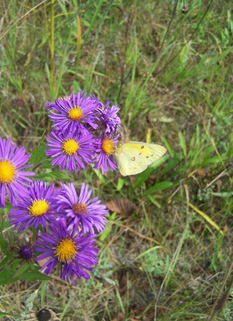 close up of a yellow sulphur butterfly on purple New England aster flowers