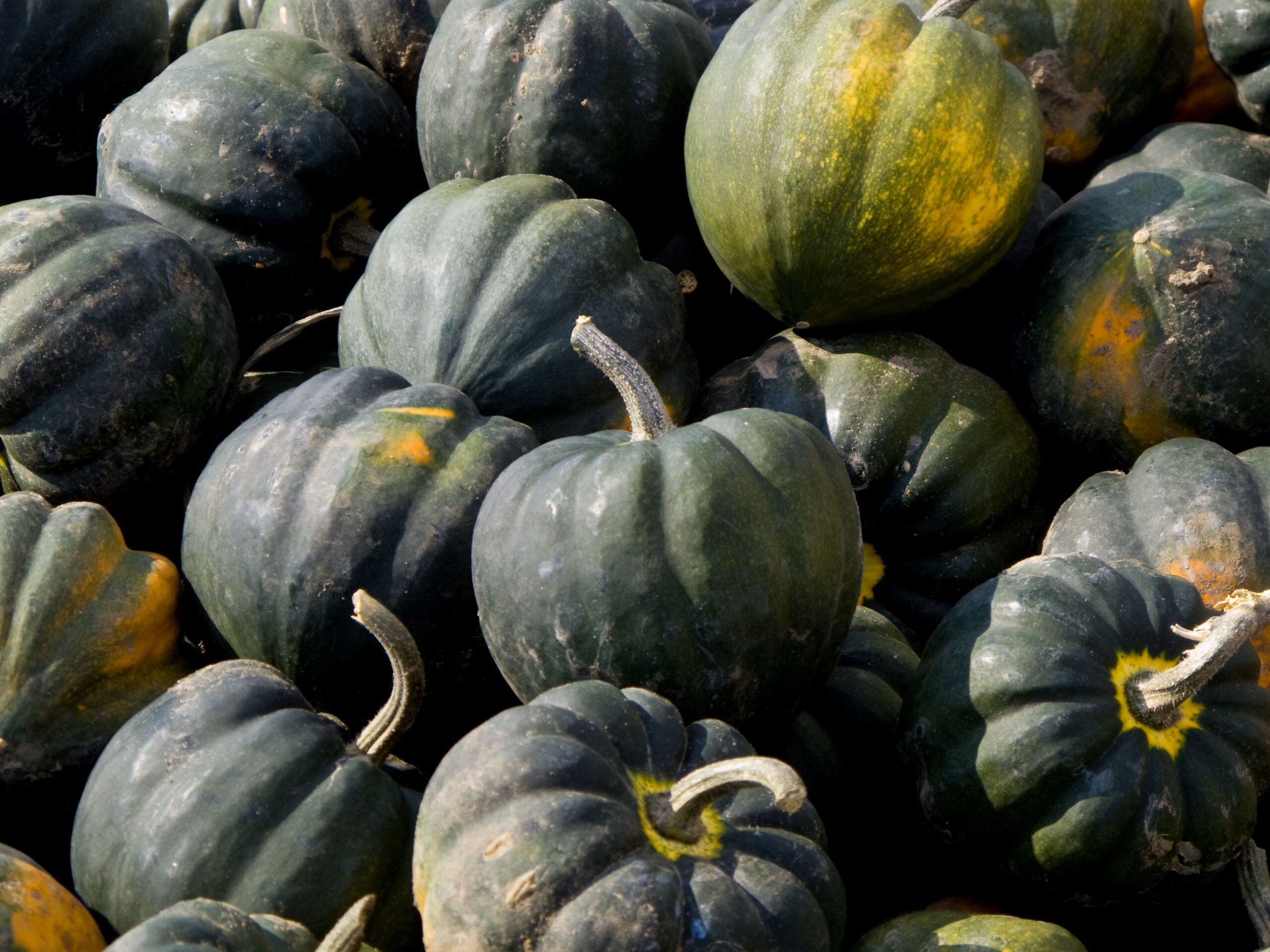 close up of a pile of green acorn squash