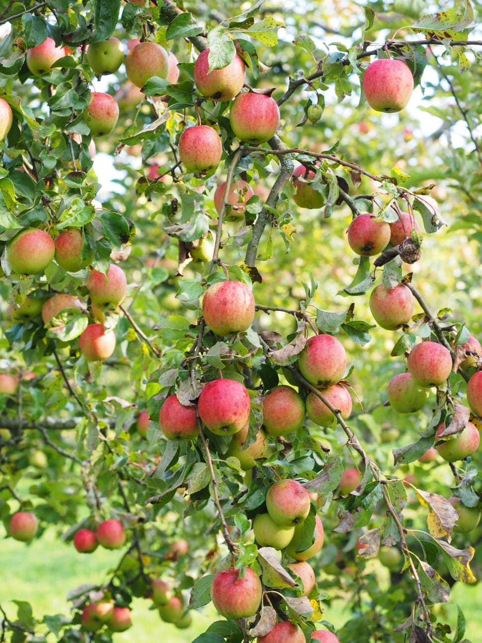 ripe red apples on an apple tree on a sunny day