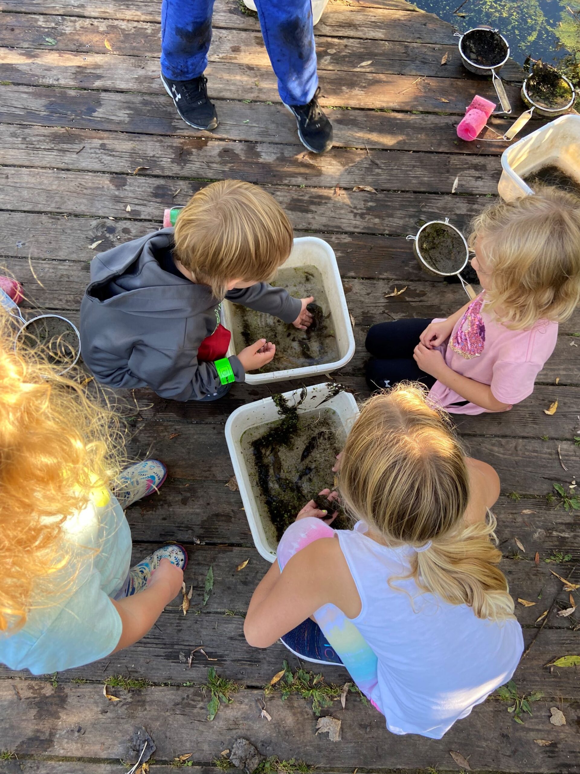 view from above looking down at 4 kids looking at a bucket of pond critters