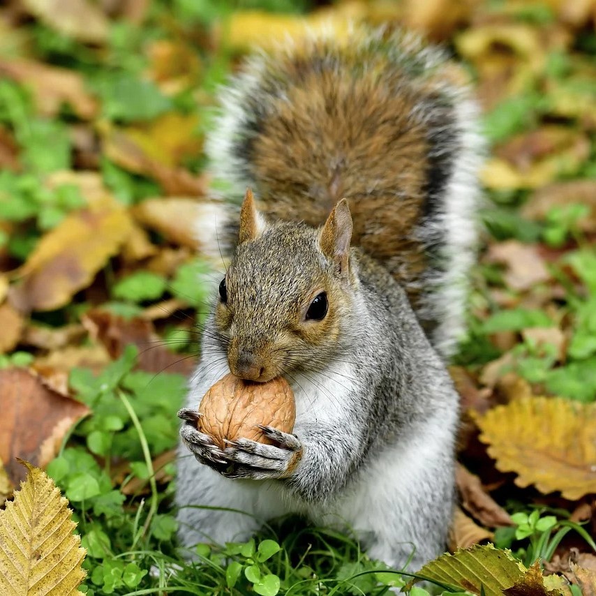 close up of a gray squirrel holding a walnut and sitting on fall leaves on the ground