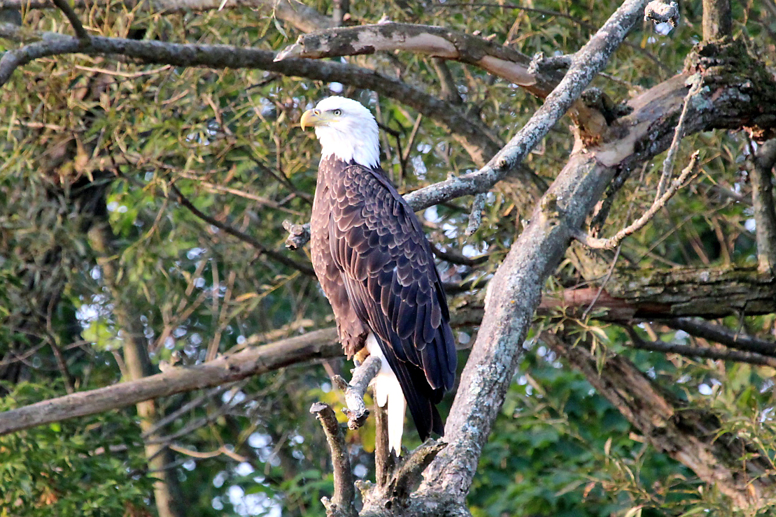 close up of a bald eagle perched on a branch in a tree
