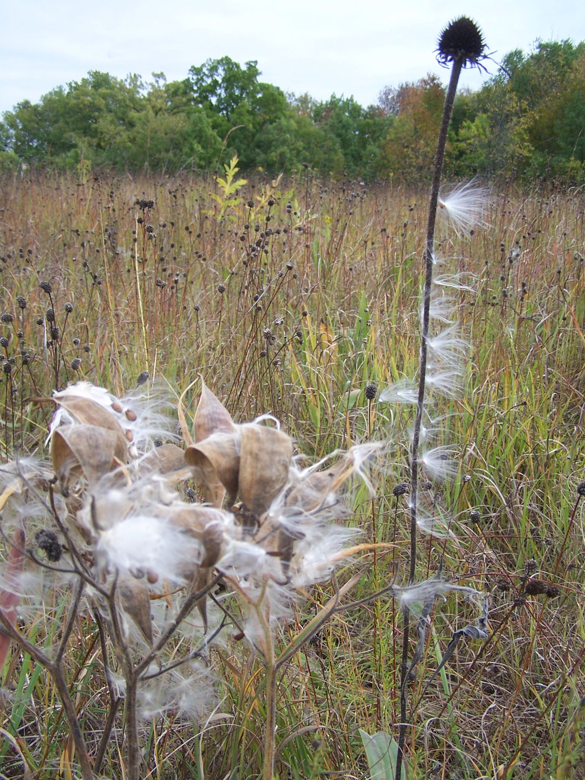 close up of milkweed and coneflower plants at the end of fall. The milkweed has fluff hanging on