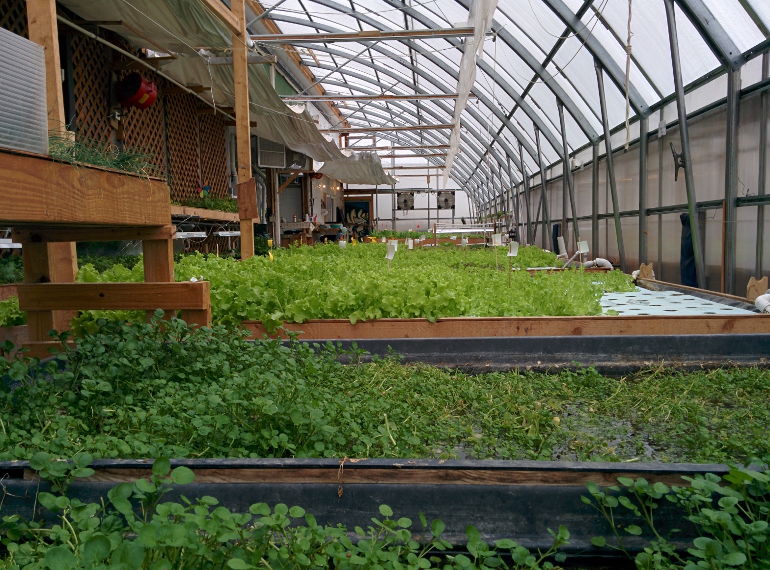 the inside of a PortFish vegetable greenhouse with lots of green veggies on tables and the greenhouse roof overhead