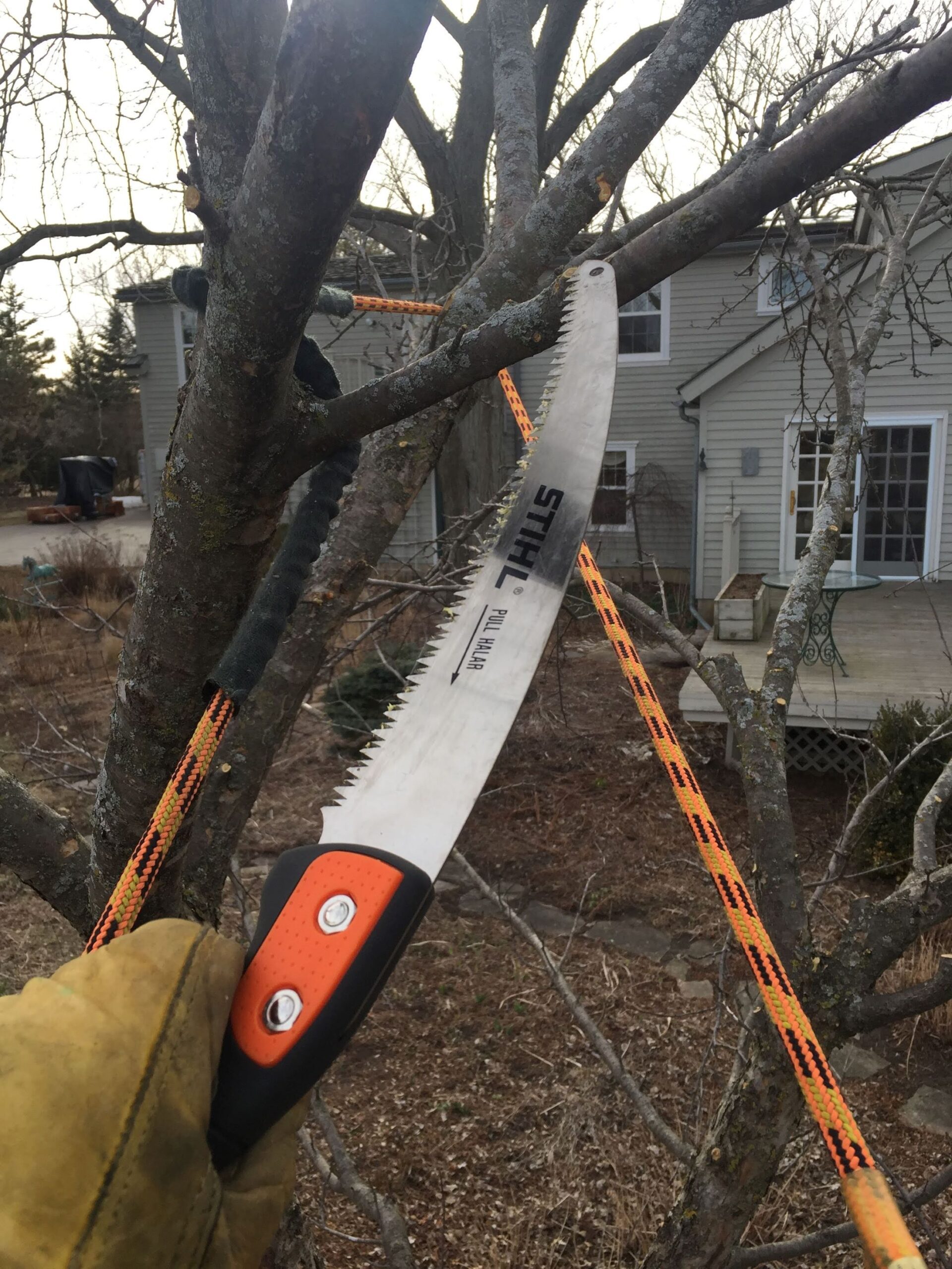 close up of a pruning saw cutting a branch off a leafless tree