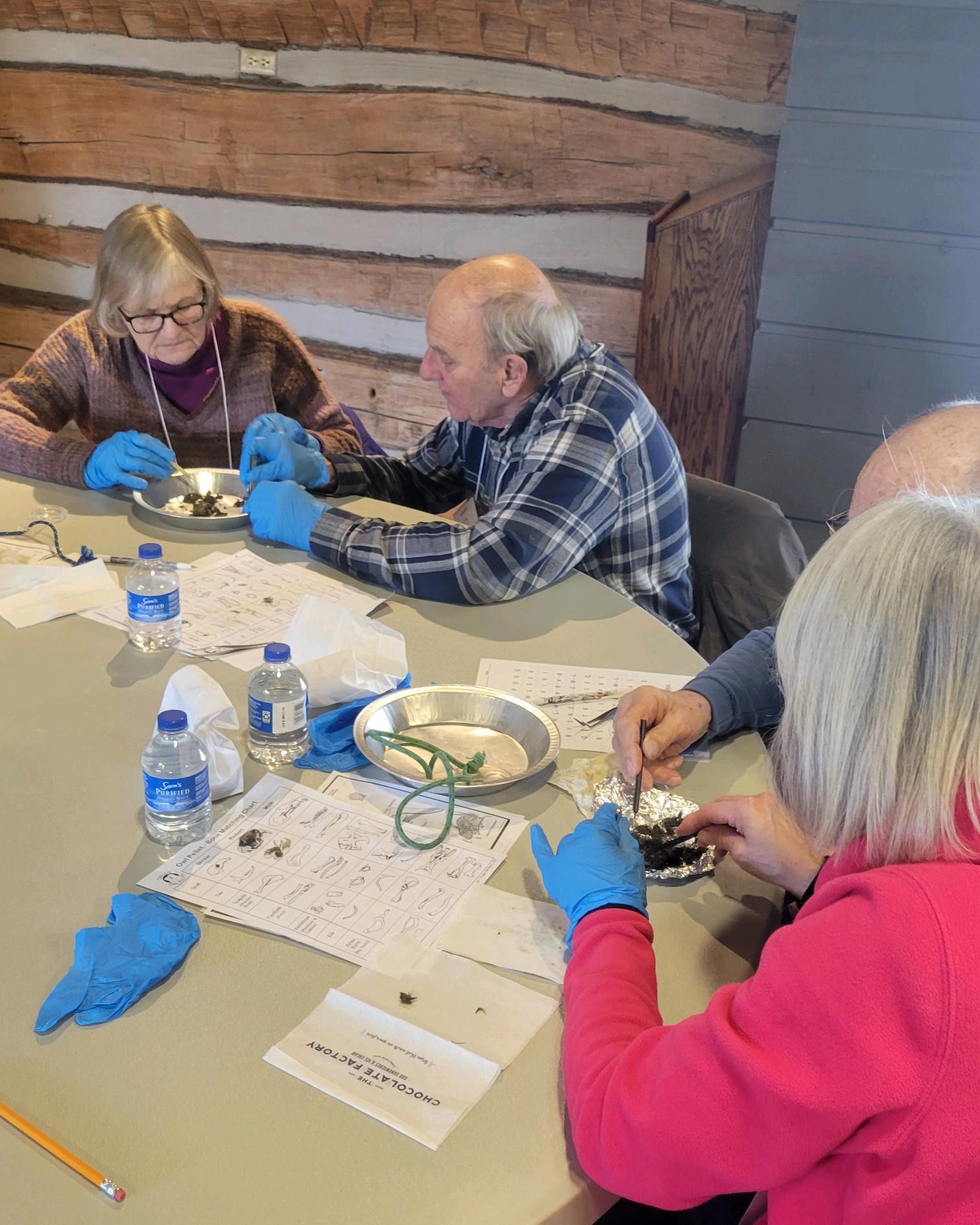 4 older adults concentrate on dissecting owl pellets at a table in the Riveredge barn