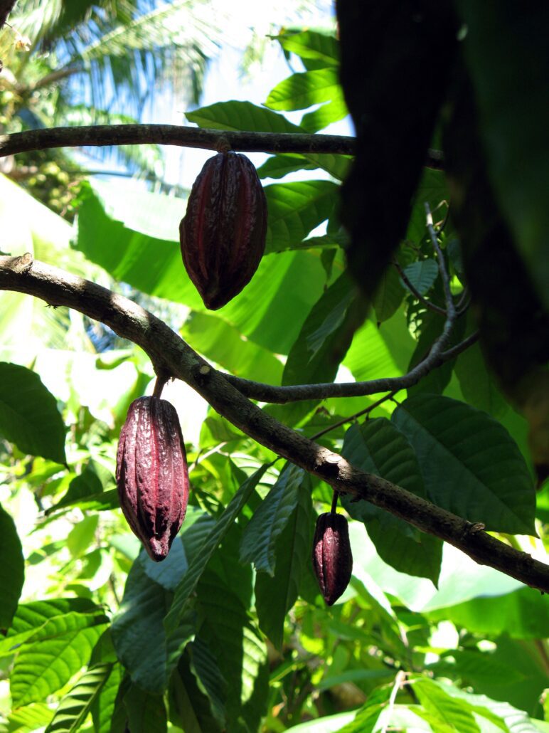 ripe cacao beans growing on a cacao tree