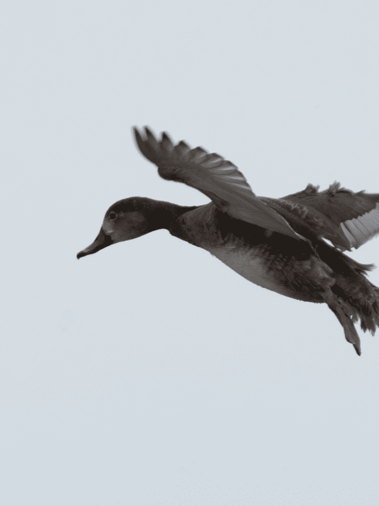 close up of a brown duck flying in a cloudy sky