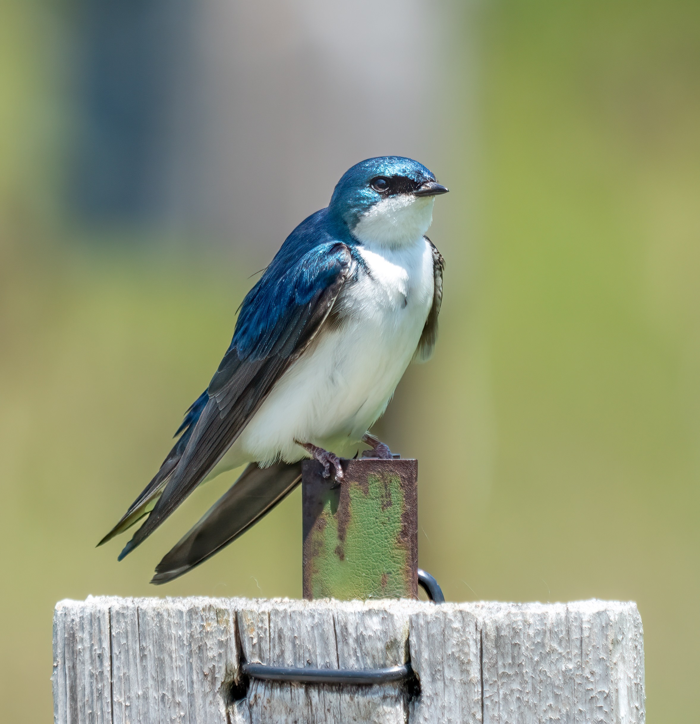 close up of a male tree swallow perched on a wooden fence
